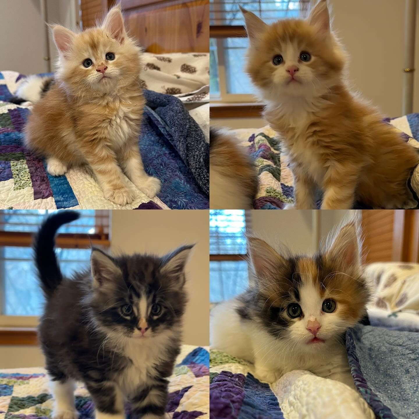 The current litter, 6 1/2 weeks old 🥰. #mainecoonkittensofinstagram #kittensofinstagram #mtnviewmcc