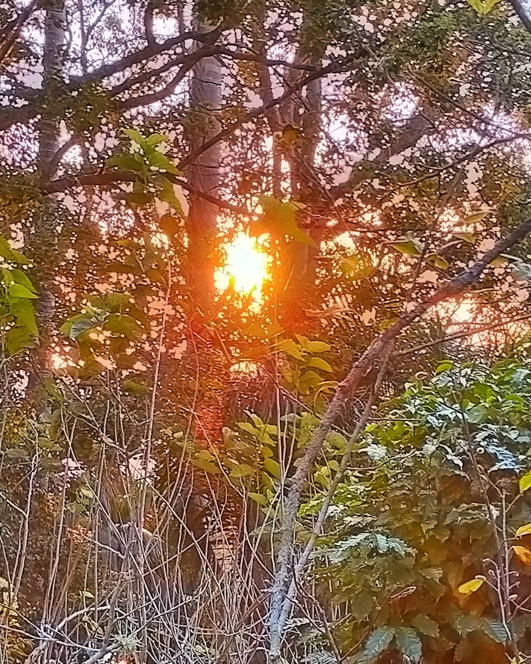 Late winter afternoon view from my studio.