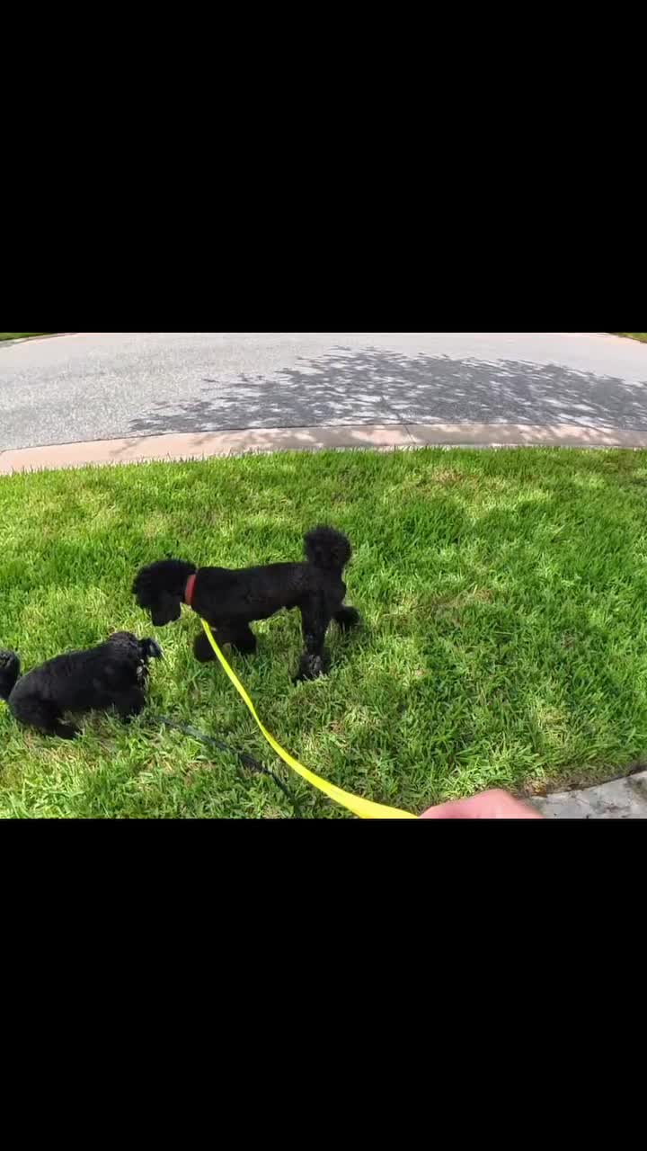 Dog Talk Tuesday: Belly Up, Scent Rolling vs Submission
In this video you see two dogs, Monte and Arlo. For identification, Arlo is the one attached to the yellow leash.
I love this video because it gives a clear side by side example of two different reasons why dogs may roll over onto their backs and expose their bellies.
Monte, had smelled something in the grass, and then proceeded to roll on it (a natural instinctive behavior). He is actively rubbing his face back and forth in the grass, flipping from left side to right side, and rubbing his back in the grass while kicking out and away from him. His movement is fast, sporadic, and almost constant. The direction of his face changes until he gets up, looks at Arlo for a moment (with a raised paw), sniffs him briefly, and then turns his attention away from Arlo in appropriate avoidance of conflict.
Arlo, on the other hand, begins the interaction by approaching Monte as he is scent rolling, looking directly at him, and then lying down and exposing his stomach to him (a sign of submission). He continues to face Monte and lays pretty still for the most part, other than moving slightly when Monte starts kicking towards him. He never takes his gaze off of Monte unit Monte stands over him, and in response to that hovering behavior, Arlo appropriately looks away and lip licks four times as a distance increasing signal. When Monte avoids him in response, he begins to get up.
The context here is Monte is the older dog who historically was displaying aggression to Arlo, the new puppy addition to the household. Arlo frequently seeks Monte out to display submissive behaviors and at this point, Monte usually disengages and avoids him. We continue to work on Arlo responding appropriately to Monte’s voluntarily avoidance.
Rolling onto the back for scent rolling looks much different than rolling onto the back as a sign of submission as observed here in a perfect side by side example.
#RotNDog #RotNDogTraining #dogtrainer #dogtraining #dogbehavior #aggression #fear #anxiety #behavior #training #muzzle #dogswhobite #dogtalktuesday