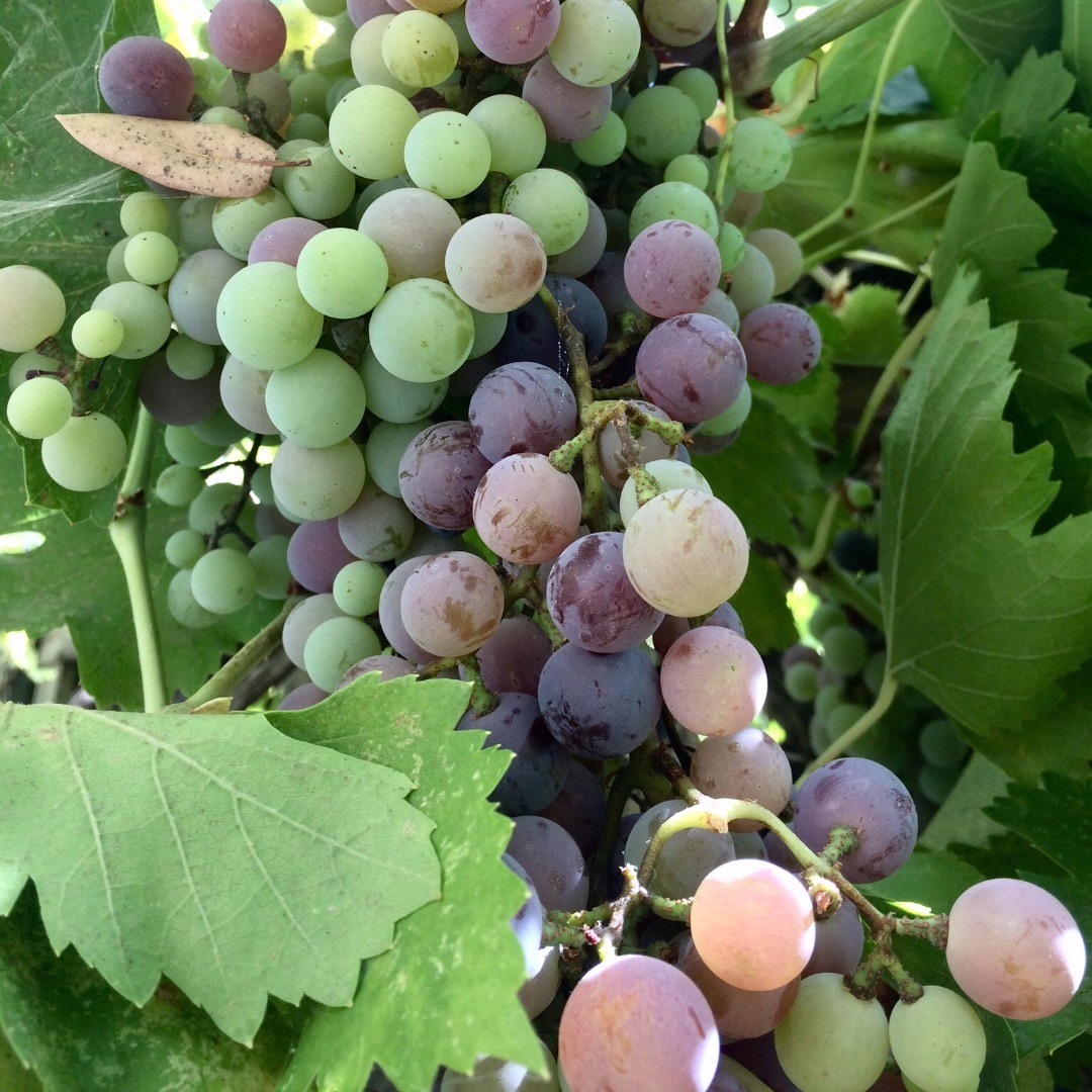This is such a perfect time to visit, camp is empty and there’s free snacks! 😉😍
#camplotus #summerharvest #freshgrapes #lotus #california #americanriver #camplife #exploreeldoradocounty