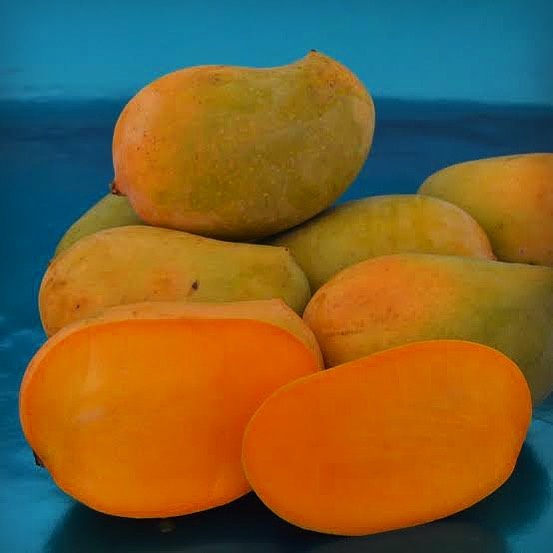 The season of Keshar has begun. Don’t be disappointed that devgad is out of stock. We have delicious and safe Keshar ready for delivery. They never spoil and guaranteed in taste and quality! These huge mangoes are travelling to your towns and cities, place your order now
.
.
.
.
.
#kesharmangoblossom #kesharmangoes #kesharmangodryfruitmastani😋 #kesharmangomastani #kesharmangogarden #kesharmangoexport
.
.
.
.
.
#girkeshari❤🦁🌴 #girkeshar