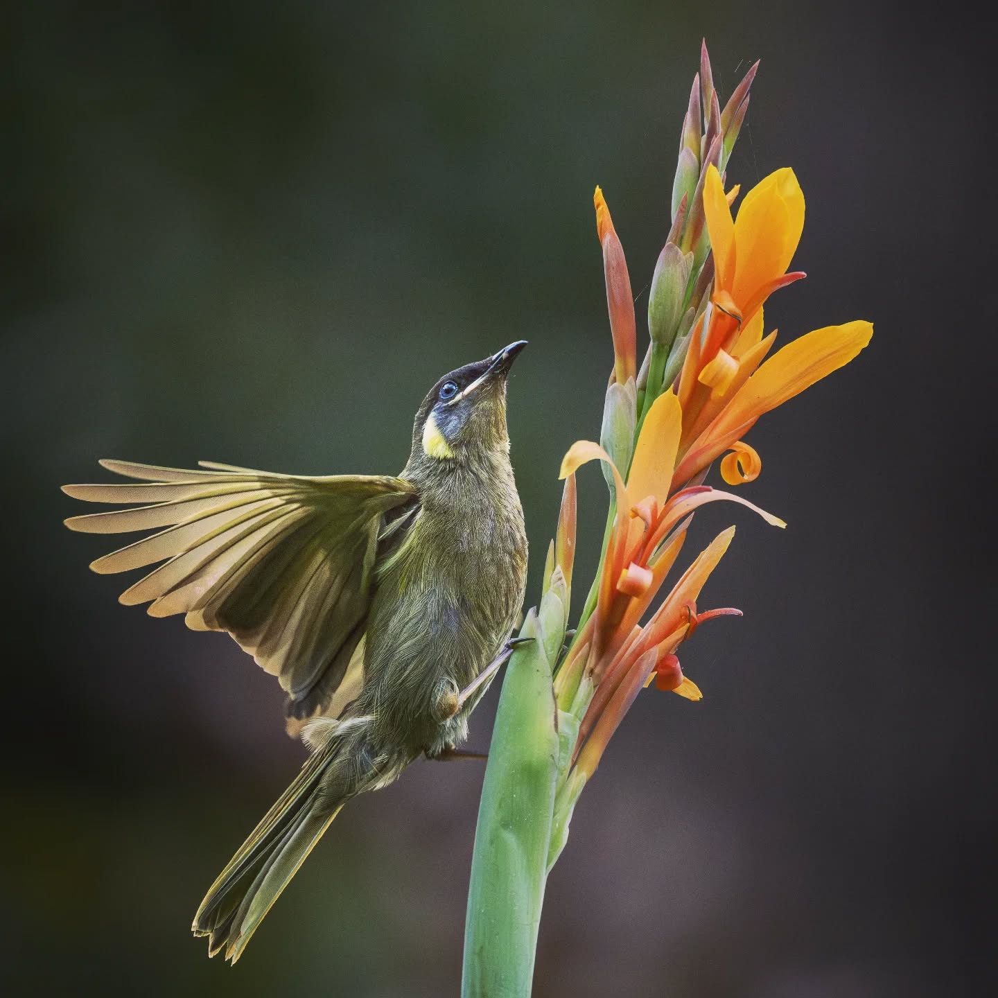 Yellow-spotted honeyeater. Endemic in North Queensland. Has a relatively short beak for a honeyeater so will break off flowers at the base to allow it to feed on nectar.
@aneyefordetails
#bird #birds #birdphotography #birdsofinstagram#animalsofinstagram #wildlifeofinstagram #wildlifephotography #nature #naturephotography #wild_perfection #wildlifeaddicts #nikon #bns_birds #planetearth #nationalgeographic #saveourplanet