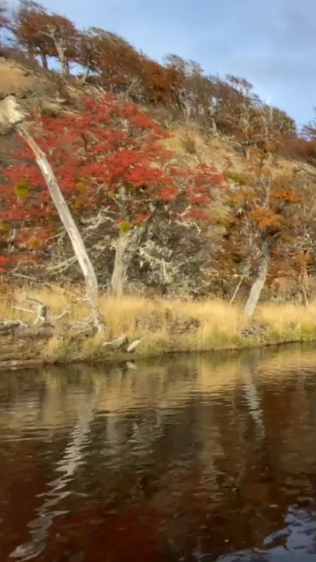 Para las comunidades ribereñas, el río es memoria y sustento. No solo representa un
recurso hídrico, sino un eje de identidad que conecta generaciones. Proteger el río es
proteger la historia de quienes han aprendido a vivir en armonía con sus ciclos, entendiendo que el bienestar humano es un reflejo directo de la salud del cauce.
#PaisajeNatural #RíosLimpios #EcologíaAcuática #VidaSilvestre #NaturalezaViva #ConservaciónAmbiental #AguasCristalinas #Entomología #Exploración #MedioAmbiente #Serenidad #Ecosistemas
----------------------------------------------------------
For riverside communities, the river is memory and sustenance. It represents not just a water resource, but an axis of identity connecting generations. To protect the river is to protect the history of those who have learned to live in harmony with its cycles,
understanding that human well-being is a direct reflection of the channel's health.
#NaturePhotography #RiverLandscape #FreshwaterEcology #NatureLovers #EnvironmentalConservation #RiverLife #CleanWater #Bioindicators #WildlifeHabitat #SereneNature #EcoFriendly #LandscapeLovers