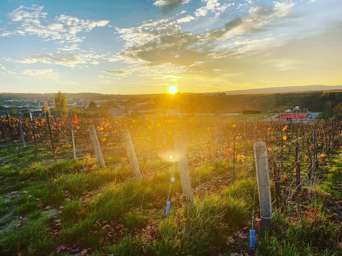 Les dernières feuilles d’automne #maillychampagne #champagne #grandcru #terroir #paysage #landscape #vigne #vine #vineyard #vigneronindependantdechampagne #vigneronsindependants #sunsetlovers #photooftheday