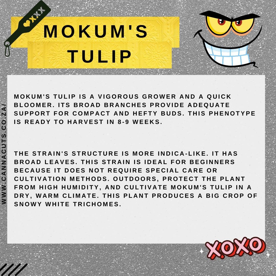 Looking for that classic dense bud, high-yield India grow? Mokom's tulip is what you're looking for! With little room for error, this strain is going to leave you with a heavy bag full of dense fat buds. Get your cuts today at www.cannnacuts.co.za