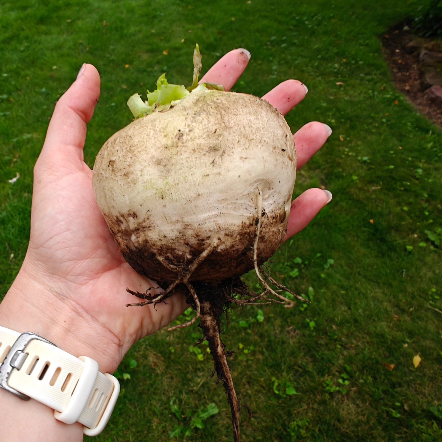 We were so busy with strawberry season that I forgot to pick my radishes look at this whopper!!! Share your fun/amazing garden harvests in the comments....we love a good garden freek 😁