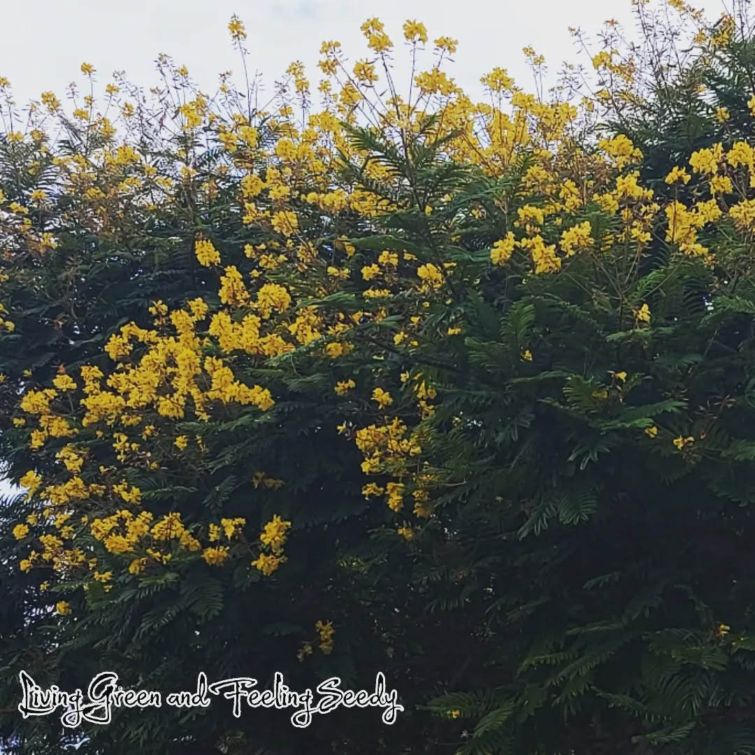 Peltophorum pterocarpum - Yellow Flame Tree
A gorgeous tree with fringed foliage and yellow flowers held upright in clusters at the ends of branches. This is a great small tree that makes quite an impact when flowering (which is right now!).
Saw this beauty on a drizzly day while out walking and brightened my mood 💛
#peltophorumpterocarpum #peltophorum #yellowflametree #yellowflowers #seedsupplier #instaflowers #australianseedsupplier #seeds