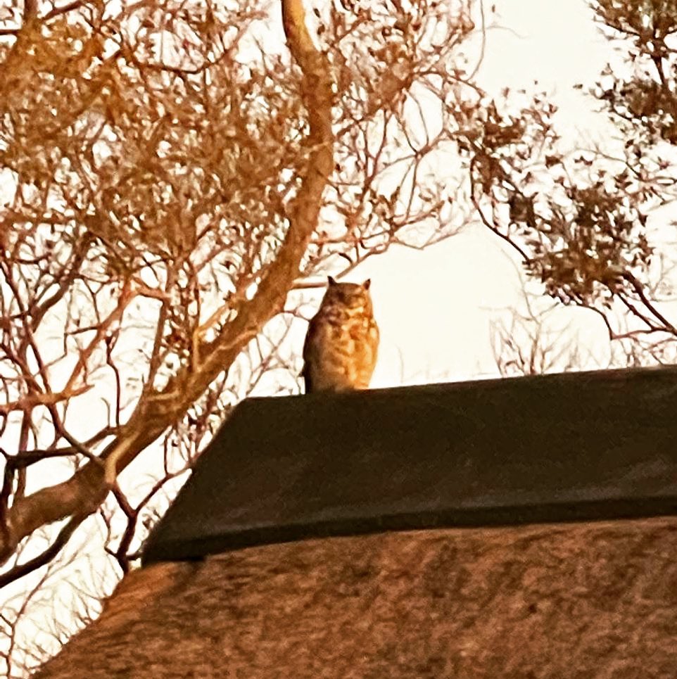 Always watching 🦉 Hoo! Hoo!
#rivergladesestate #owl #hoo