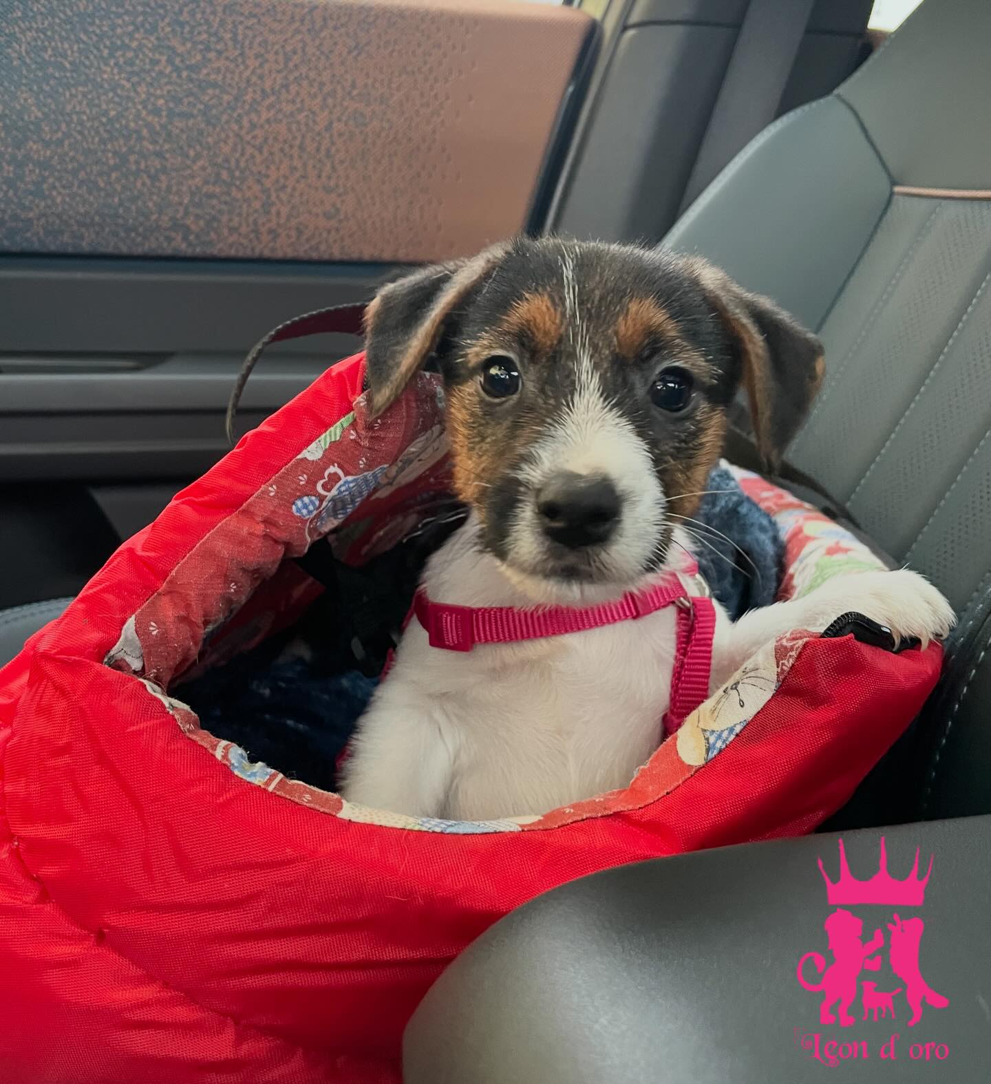 Io sono pronto!! Vado a farmi il passaporto, sono un cagnolino di 🌏!!! 😍🐶‼️💪🏻 #cucciolijackrussell #allevamentojackrussell #leondorofamily