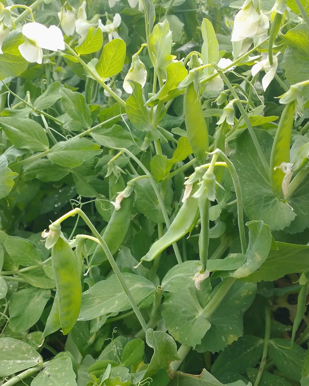 Junge Erbsen 🍃