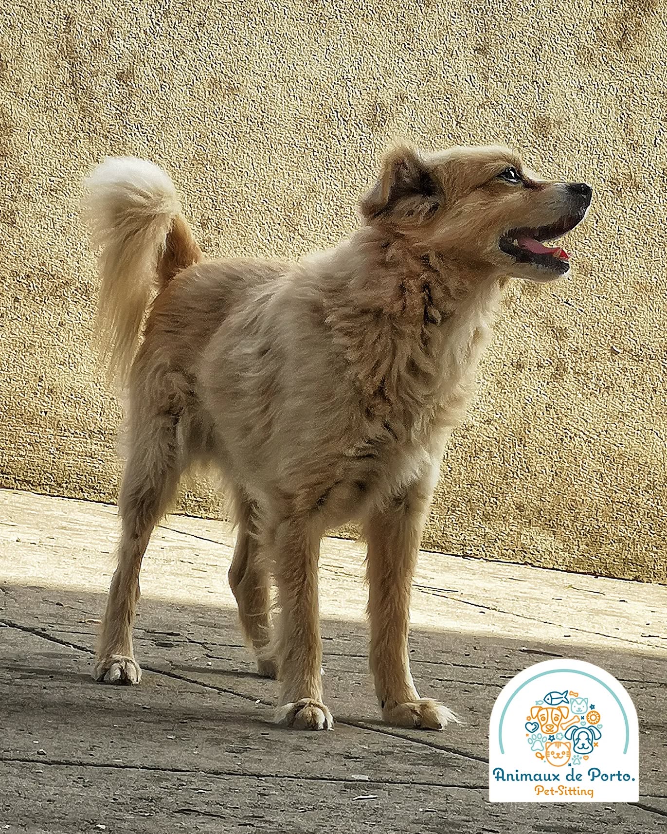 17 anos de amor ๐ Xavier!
17 year of love ๐ Xavier!
#petsitting #petsittingporto #cats#dogs #petlovers #animalsofinstagram