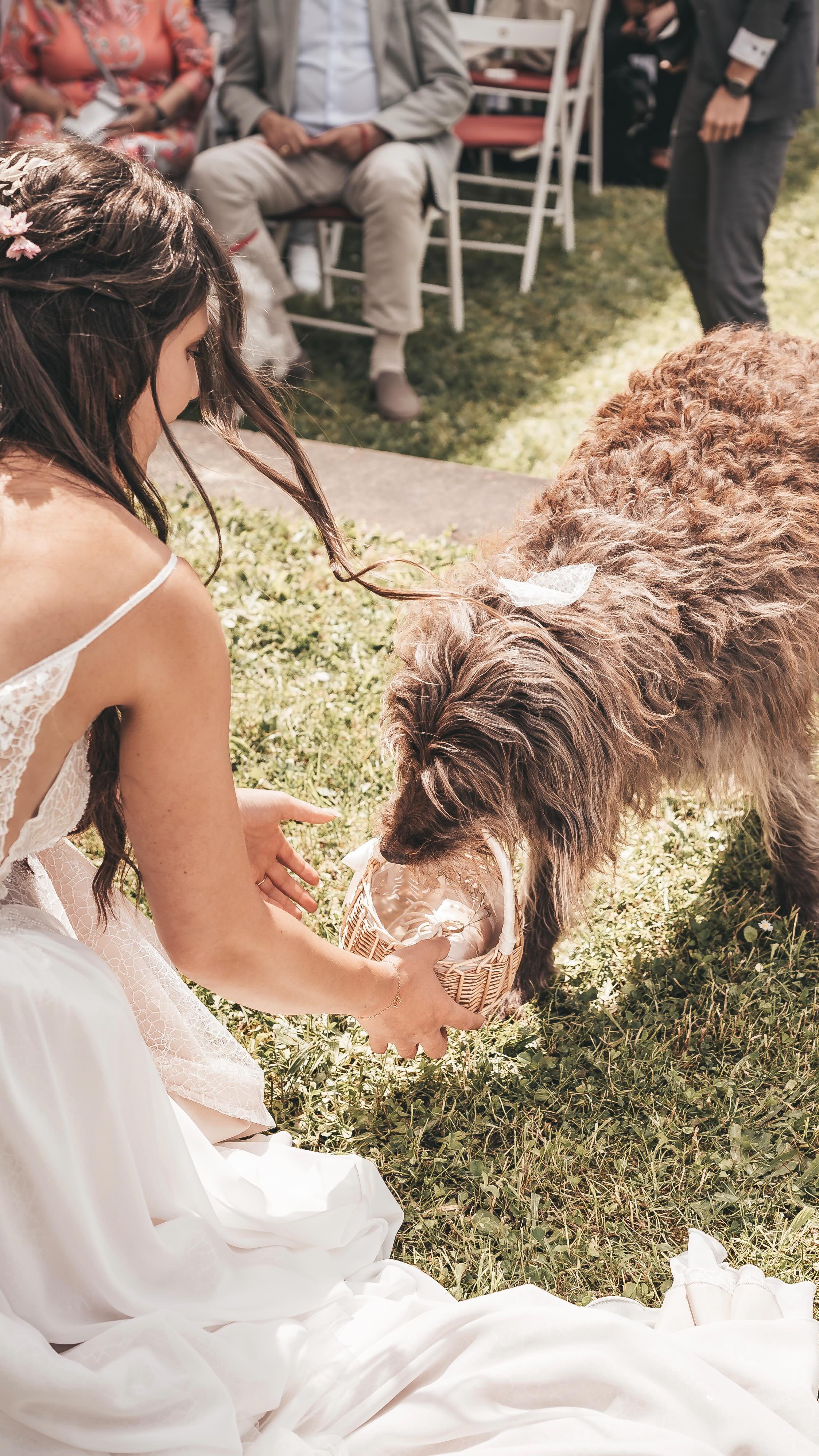 Auch wenn Summer inzwischen fehlt, bleibt dieser Augenblick unvergessen🌈
… Summer sollte die Ringe bringen und sie konnte es perfekt aber in dem Moment hatte sie einfach keine Lust.
Verständlich, wenn man weiß, dass sie zuvor während der Trauung „unten“ bei den Gästen warten musste und ihre Schwester Mila „oben“ beim Brautpaar sein durfte. Das war wohl ihre Art zu sagen „Das fand ich nicht ok“😁🐶
#hochzeitmithund #weddingdog #ringbearer