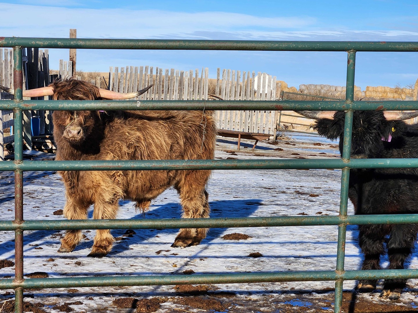 Found some friends in the field! 🐴🐮❄️
These cuties have winter all figured out — fluffy coats, close company, and staying cozy despite the cold. A sweet reminder that even on the chilliest days, there’s always something that makes the work extra special.
#2020geomatics #2020geo #landsurveying #landsurveyor #survey #surveying #surveylife #surveyor #sask #saskatchewan #rural #urban #ruralsk #urbanSK #yqrsmallbusiness 