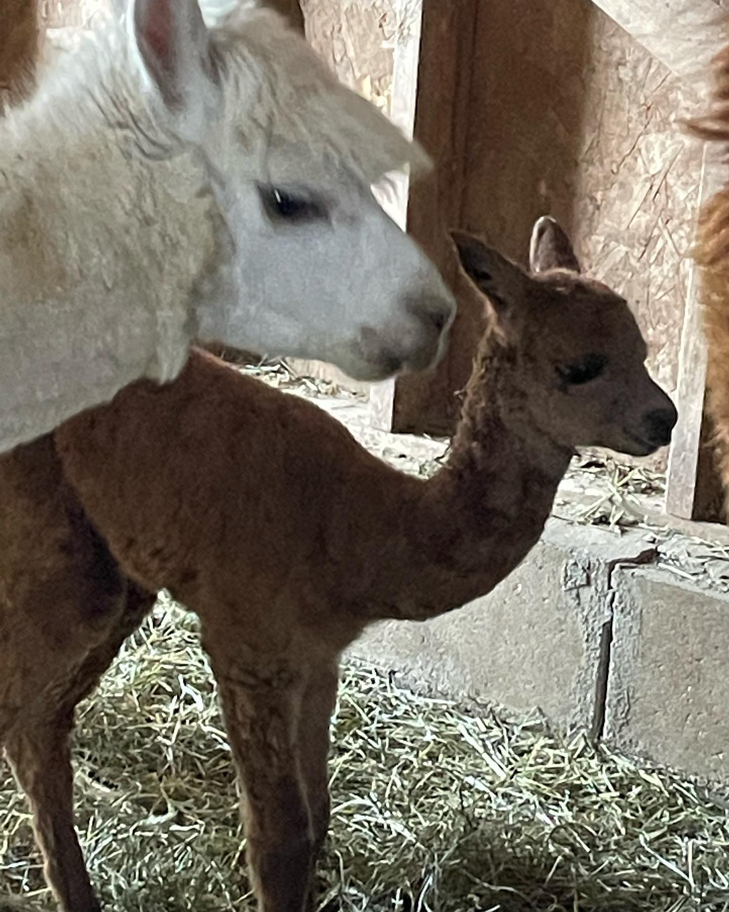 Our Christmas surprise! This is Merry !