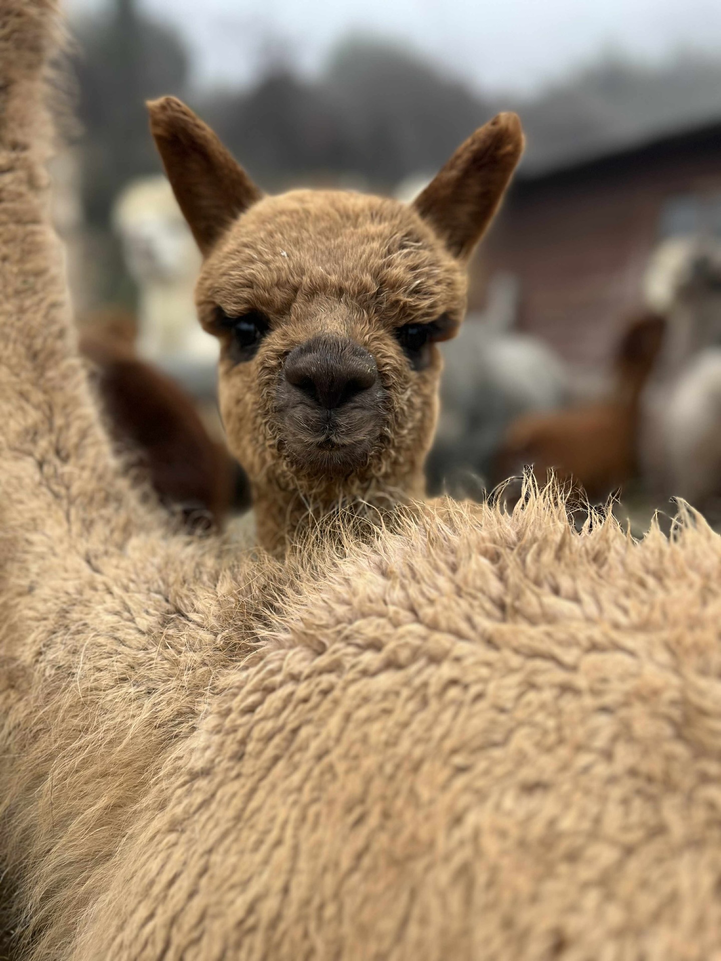 Oggi è il nostro 17º Alpacanniversario ✨🦙
Il 27 Gennaio 2009 portavamo a casa i nostri primi 4 alpaca e iniziava questa avventura
#alpaca #alpacas #alpacafarm #alpacalove