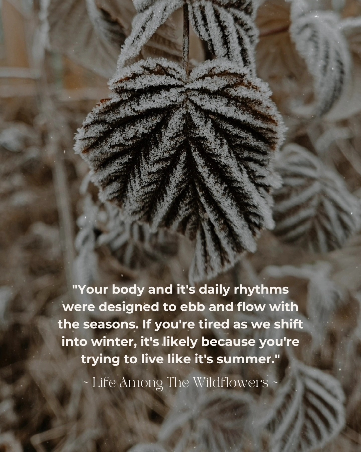 Our days continue to get shorter for a little while longer, and I've noticed folks mentioning how tired they've been since around mid-October. Our bodies are heavily governed by light + dark cycles. Give yourself permission to slow down and go to bed a bit earlier. βοΈπβοΈ
Of course there can be so many factors with either chronic or actute fatigue but this is a big pattern that I see every year during the autumn/winter cusp!
#winter #seasonalliving #seasons #holistichealth
