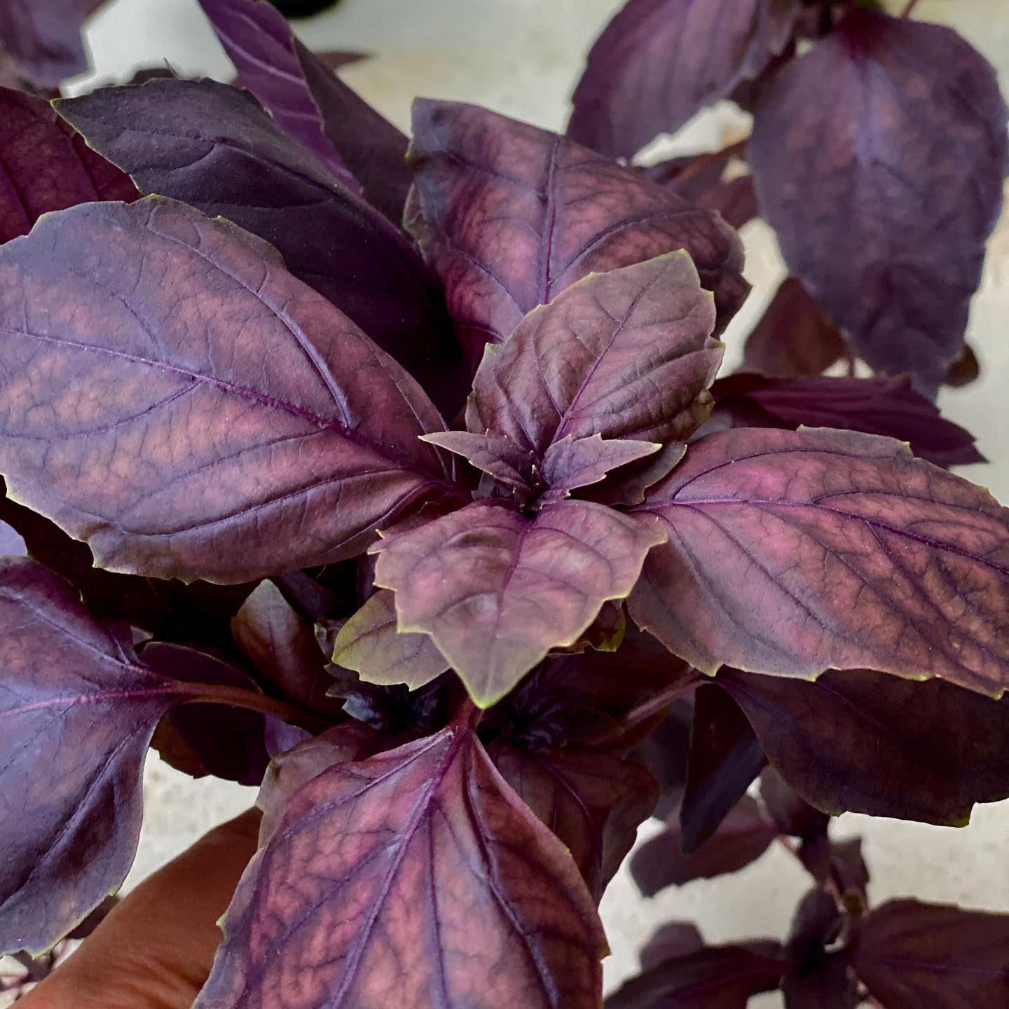 🌱In addition to growing sweet basil, we also grow purple basil which is highly aromatic!🌱
#sustainablefarming #aquaponics #BASIL