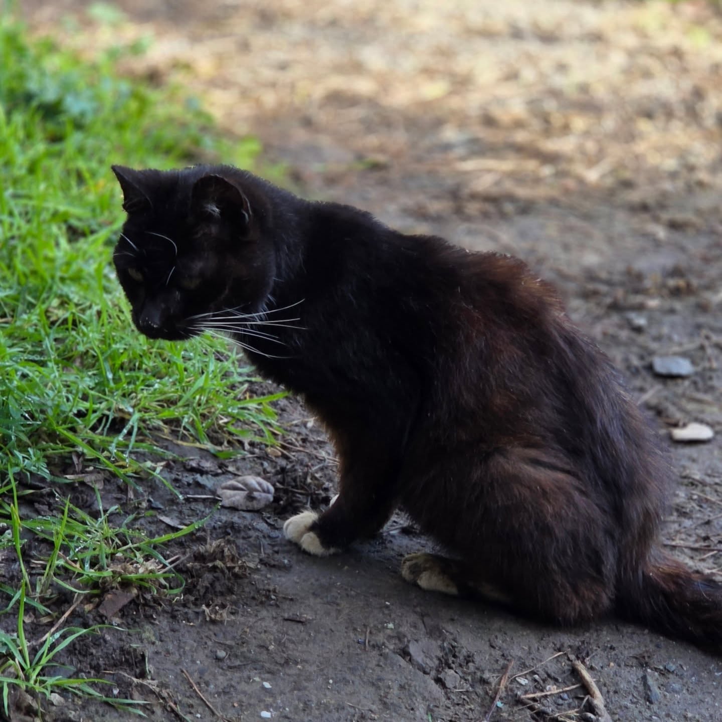 This is what a wild FIV kitty looks like. Sad, sick, kitty. Controlling populations through spay and neuter prevents more kitties from being put at risk. I love the mission of @forgottenfelines_sonomacounty. They are the first step in preventing suffering so thousands of animals don't end up sick, unwanted, and waiting in shelters. It's sad seeing this poor baby, but motivating at the same time. This is completely preventable.... but only if we step up. This is in Sonoma County. Volunteer with me! It's Hella fun.