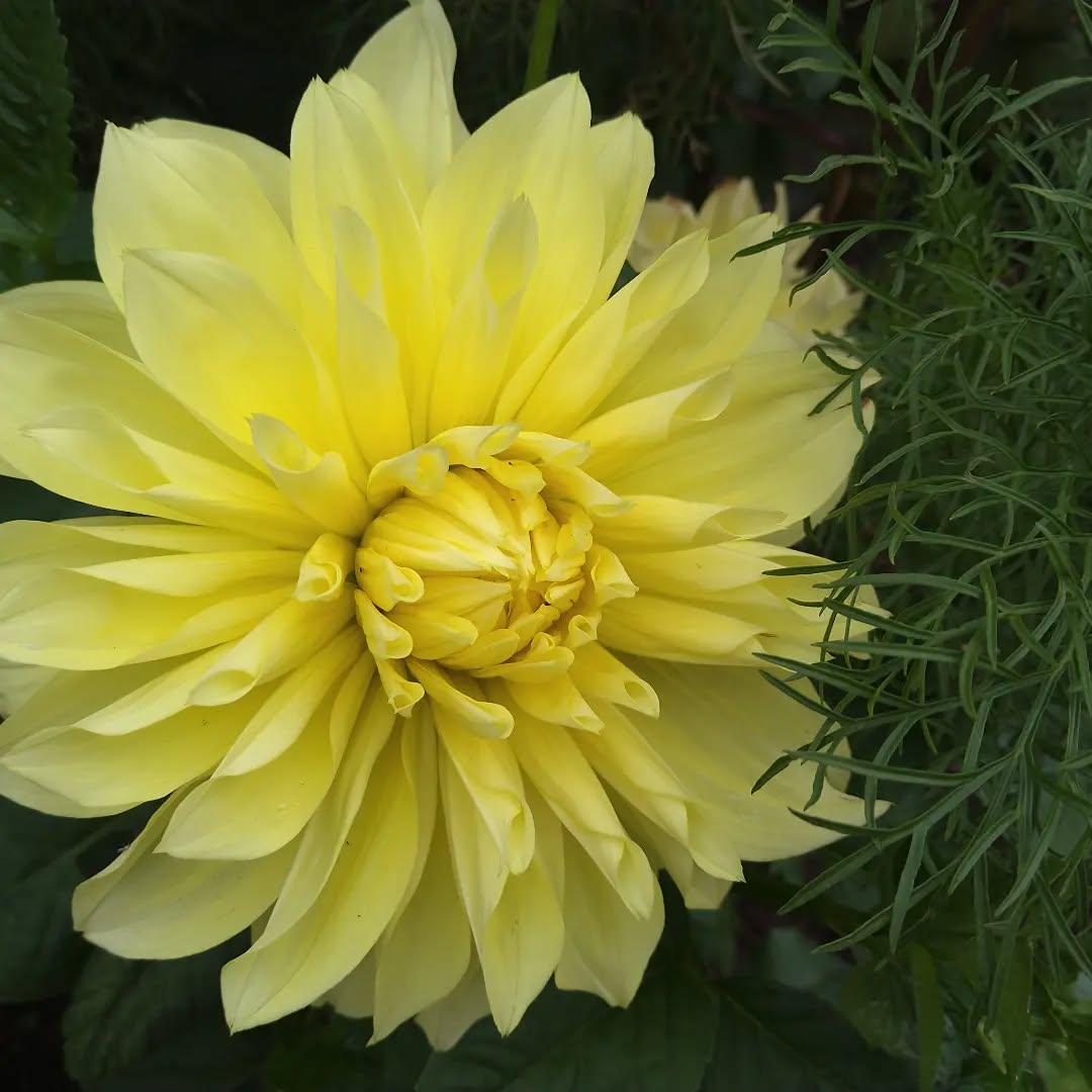 tyncellarcommunityhall #selfcateringcottage #selfcatering #holiday #cottages #margam #porthcawl #bedandbreakfast #inittogether #barnconversion #tyncellarfarm #thebarnbedandbreakfast #inittogetherfestival #farm #farmlife #visitwales #walesadventure #wales❤️#nature #september #wales #flowersofinstagram #yellow