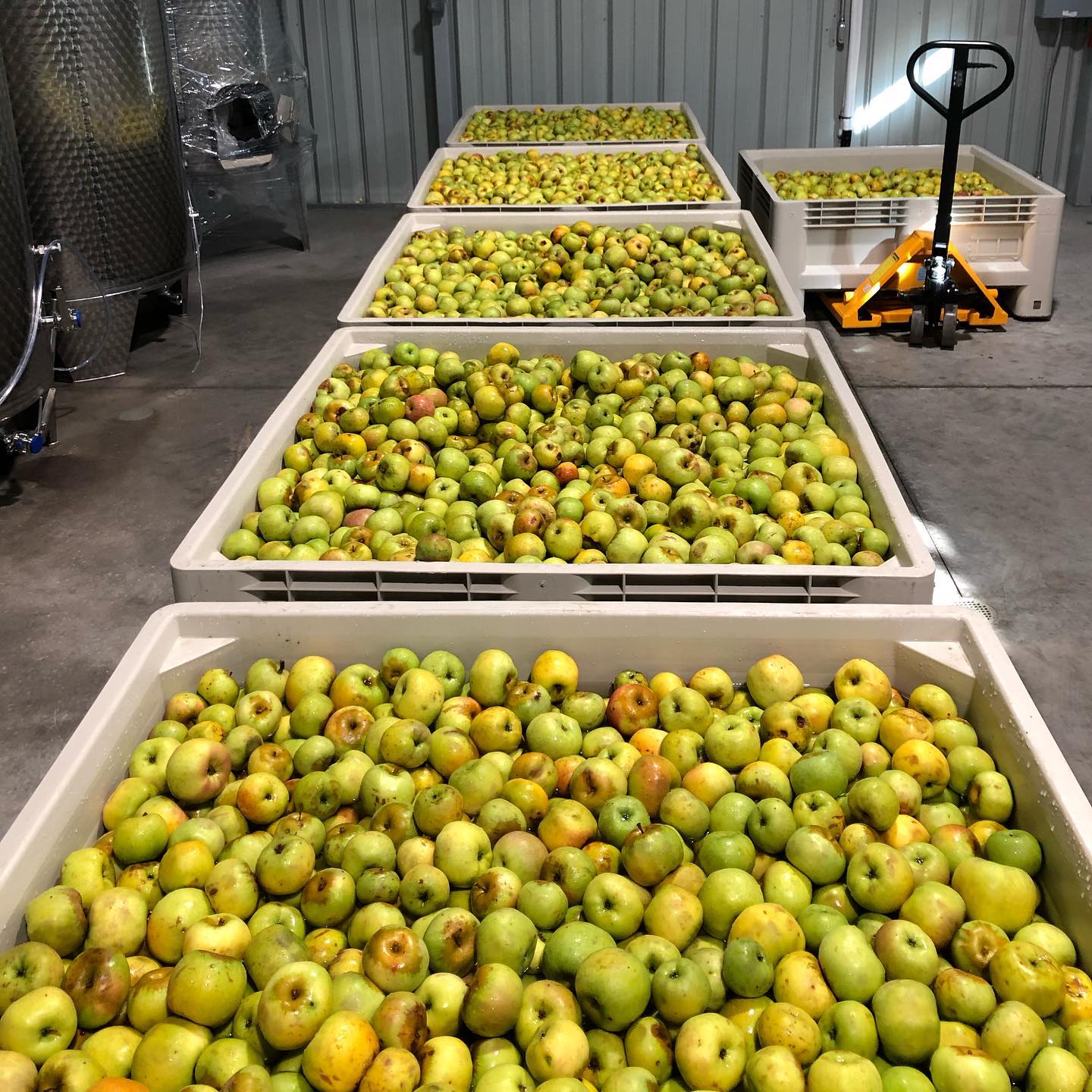 2021 harvest 🍏❤️
#newtownpippin #cider #sidra #harvest #apples #wildfermentation