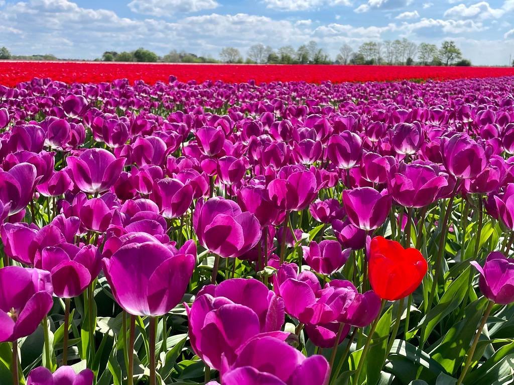 Schönen Sonntag! #blumenmeer