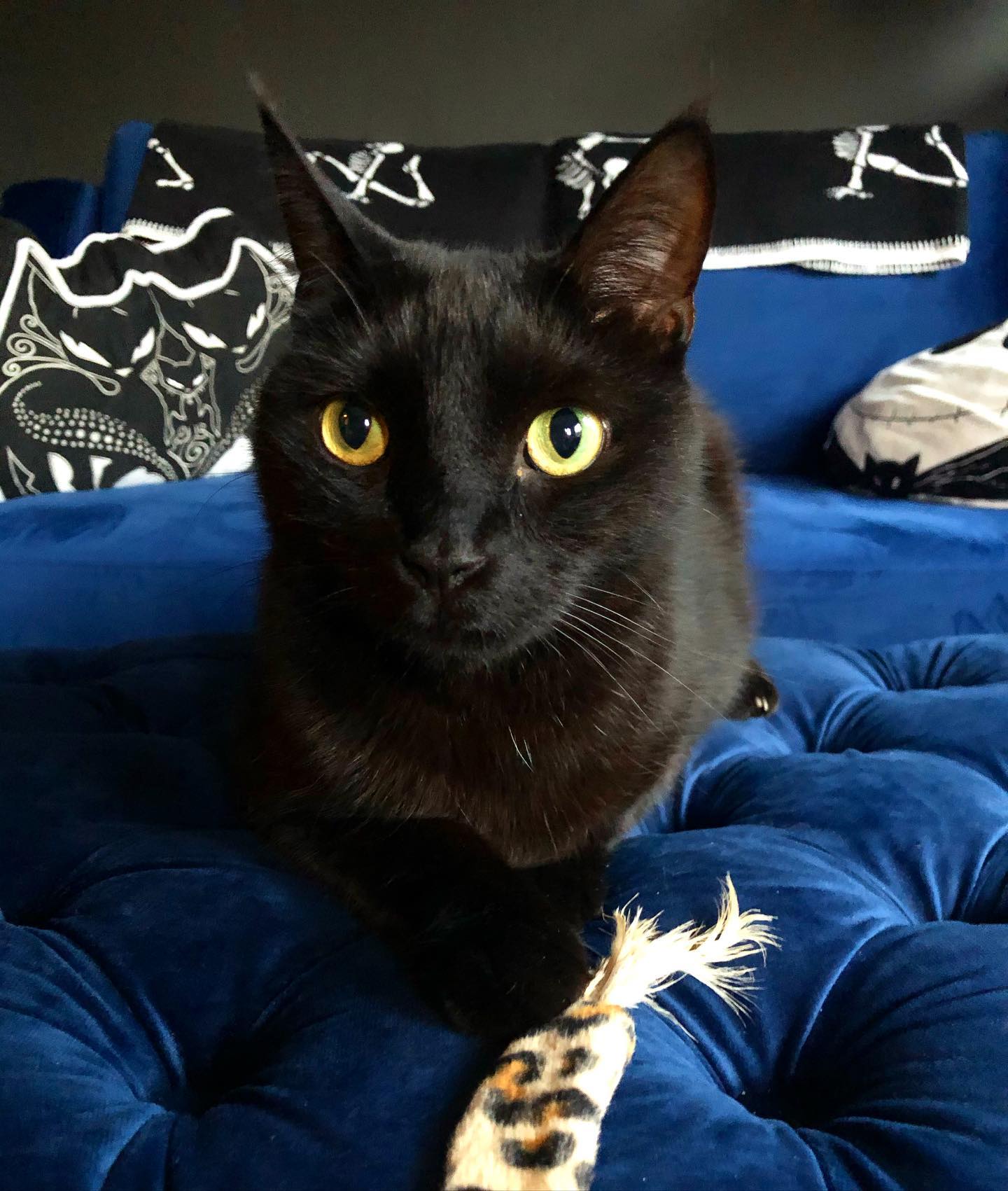 Lucifer❤️✨
.
.
.
#catsitter #petsitter #catsofinstagram #rescuecats #rescuecatsofinstagram #blackcat #blackcatsofinstagram #blackcatsrule #catstagram #beautiful