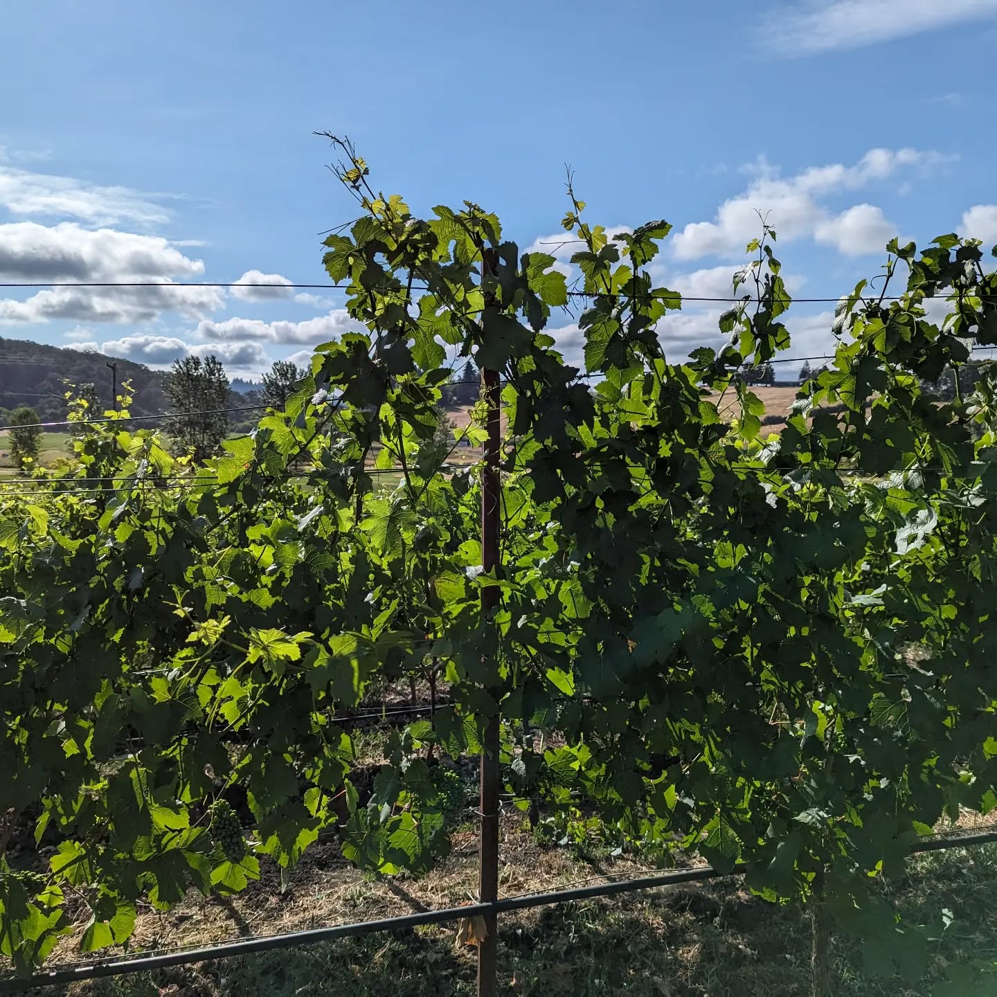 Suckering on this beautiful Sunday morning.