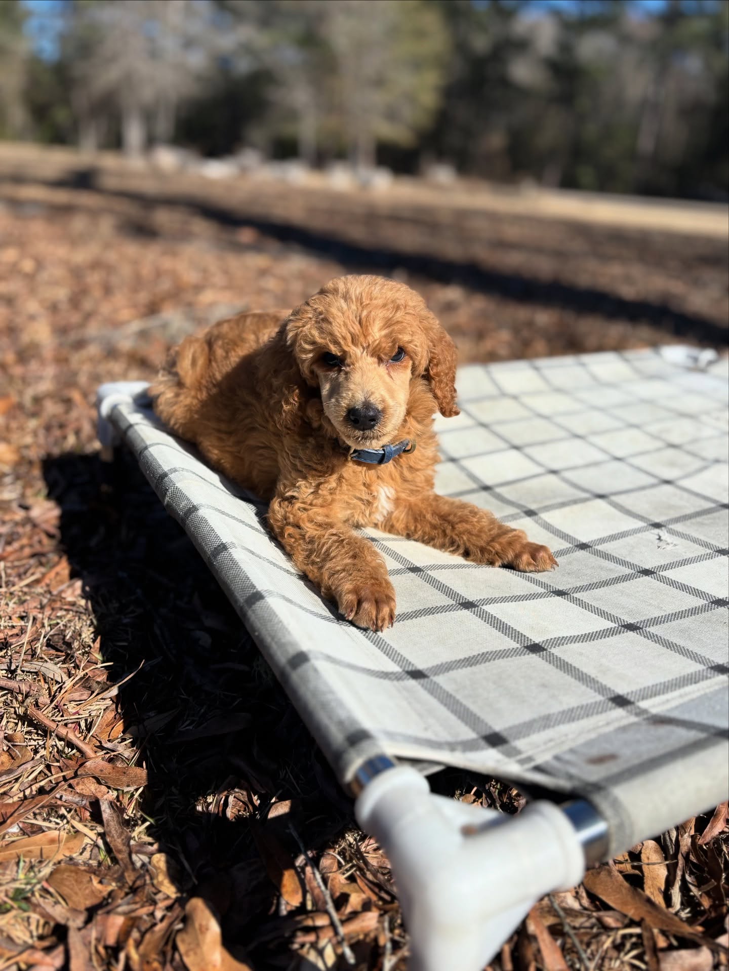 Check out this cutie!
Dieter is a standard poodle pup from @cnrfarms1
He’s eager to please and work hard on his foundations
#puppytraining #dogsofsavannah