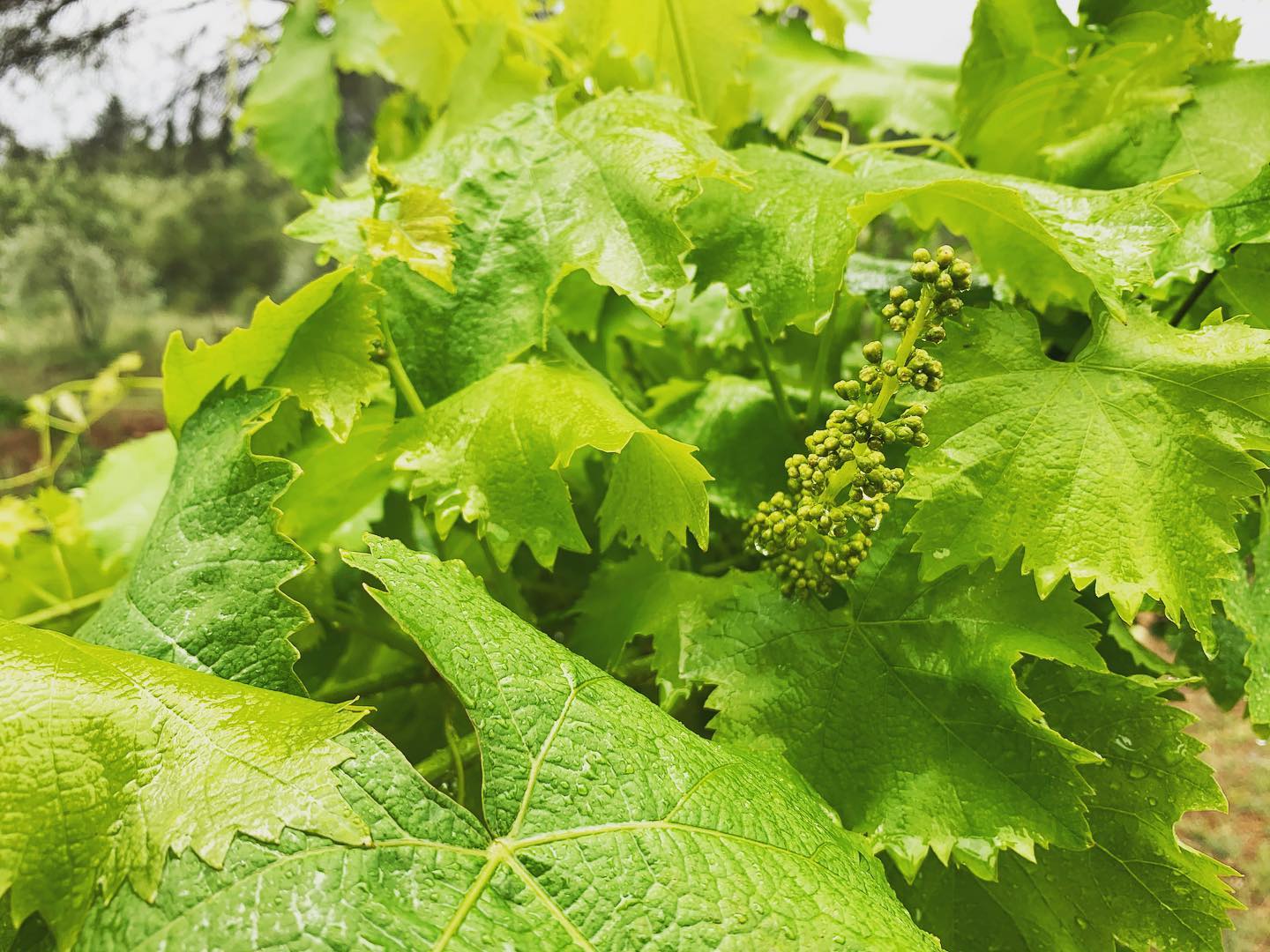 Giornate piovose e temperature miti. Le condizioni ottimali per la #peronospora della #vite