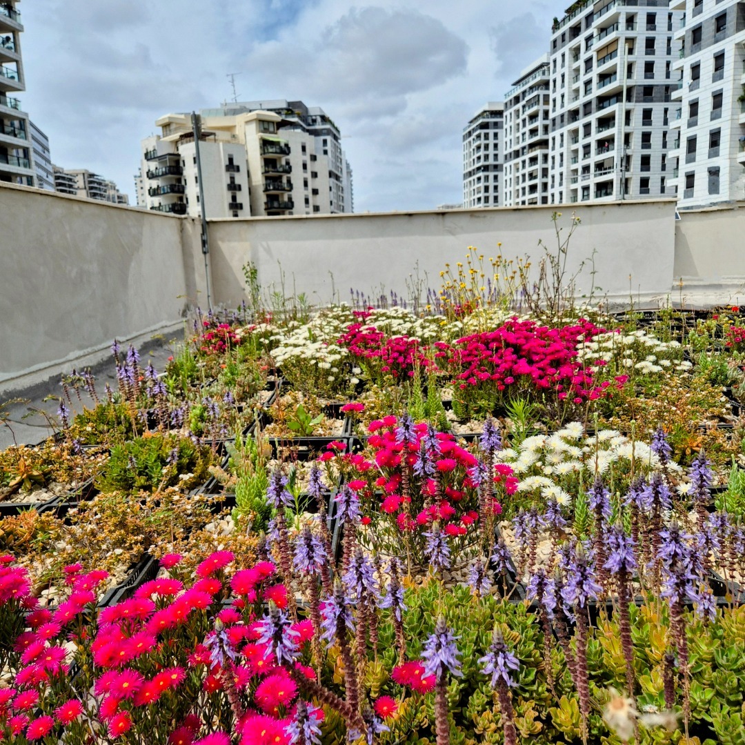 Springbox
#greenroof #bldveg
#בניין צומח
#גגירוק
#גגצומח
#בנייהירוקה