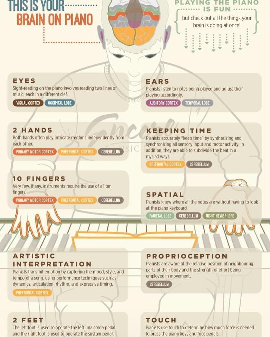 Your brain when playing piano...! Amazing! #piano #music #workingfromhome #wfh #teachersofinstagram