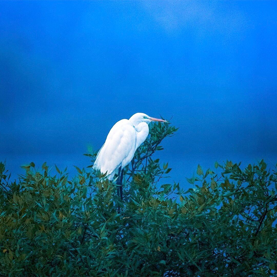 Great White Egret Sitting in Treetop
“The Great White Egrets were once hunted for their white plumage which were used for ornamental purposes. This saw a sharp decline in their population, almost by 95%. Laws were passed to save the bird from extinction, and the species saw a significant population growth. This increase saw the birds adapting themselves to live in areas close to human dwelling. But wetland destruction by humans and also by forces of nature like droughts and famines is gradually costing the egrets their habitat. The National Audubon Society has adopted the flying great egret as its symbol. The society was originally formed to preserve the dwindling numbers and is now dedicated to environmental conservation.” www.birdeden.com
One of the easiest ways to increase bird habitat is to help plant trees by switching your web browser to @Ecosia to plant trees for free while you search the web. Ecosia.org is the ‘search engine that plants trees’ by donating 80% of their advertising revenue to effective tree planting projects around the world with a focus on biodiversity hotspots.
Photo by @milind_photographyy
Subscribe to @trees_are_awesome for more inspiring nature content and to connect with easy ways to plant trees around the world.
#treesareawesome #trilliontrees #reforestation #generationrestoration #wildnature #wildlife #wildlifehabitat #habitat #biodiversity #wildlifeplanet #wildlife_inspiration #mothernaturerocks #egret #egrets #birdsofinstagram #birdstagrams #birdslovers #nature_brilliance_birds #birdstagrams #birds_captures #eye_spy_birds #bird_brilliance #birds_adored #birdlife #birdstagram #bestbirdshots #birdvibrance #birds_nature #feather_perfection #greatwhiteegret