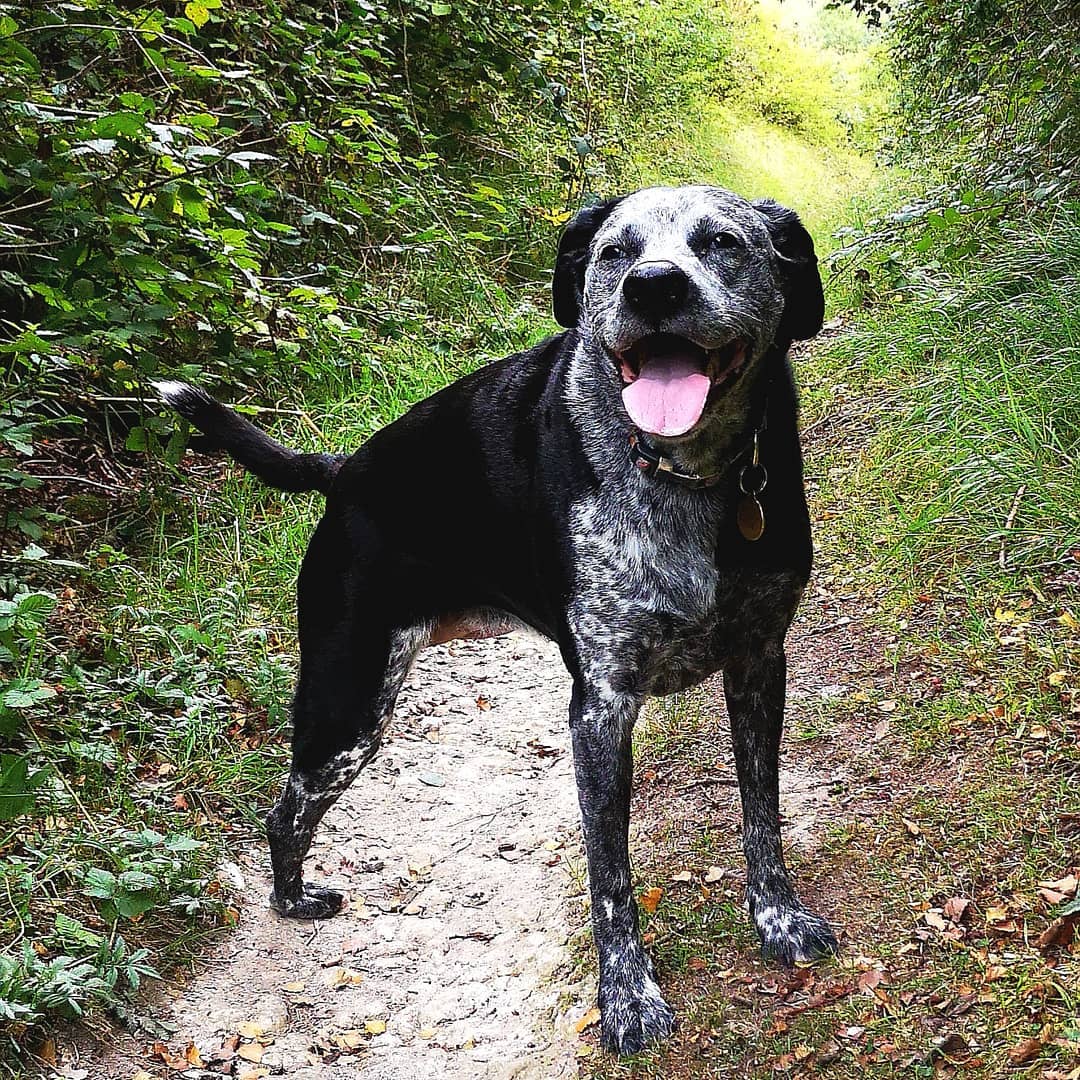 Been a bit quiet on here and not seen as many behaviour referrals as I would have like but here is why....
When 4 legs become 3!
This is my gorgeous girl Iris. She's had a rough summer, 1st had some lameness with her elbow. Long story short after a ct scan she had an arthroscopy to remove a small chip in her joint, she recovered well and lameness in her elbow gone.
However after a few days she went completely lame on her hind limb, same side. We were refered again and sadly diagnosed with oestoesarcoma (bone cancer) in her femur. This is sadly the end for many dogs.
She had been in extreme pain so was a no brainer to have her leg amputated. She has made an amazing transition to 3 legs in no time at all. 3 weeks on we are enjoying short walks again. She is having chemotherapy to prevent it coming back so quickly and making the most of the time we have.
Shes a bloody lovely companion, and those who know me will be aware of how she's my shadow in a good way. She has handled numerous vet visits without me due to social distancing. Being a vet nurse and behaviourist it's been hard to hand her over without having control but shes such a trooper and coped every step of the way. Right, I now sound like a complete dogmad lady.... 😂
Big thanks to all who have given her time and treatment ✨🧡
@beechhousevet @coast_veterinary_referrals
@fitzpatrick_referrals
#3leggeddogs #4legsbecome3 #dogbehaviourconsultant #dogslife #dogsinstagram #dogbehaviourspecialist #vetnursediversified #vetnurses #clinicalanimalbehaviourist #CAB