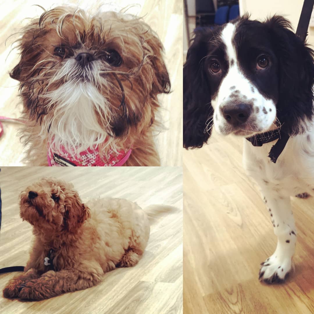 The latest puppy graduates.
The gorgeous Tiger, Bobby and Logan. Such different personalities and little Tiger showed the boys how to play and display beautiful greeting behaviour. All learnt well and now onto the big wide world to explore.
#puppiesofig #puppybehaviour #puppybehaviour #puppysofbrighton #puppyschoolbrighton #puppies #puppyclasses #puppyschool #puppyplay #puppytrainingbrighton #puppysocilisation #puppiesofinstagram #puppytraining #puppylifeskills #pup #shihtzu #shihtzusofinstagram #shihtzupuppies #australianlabradoodle #australianlabradoodles #australianlabradoodlepuppy #cockerspaniel #cockerspanielpuppies #cockerspanielsofinstagram #cockerspaniels