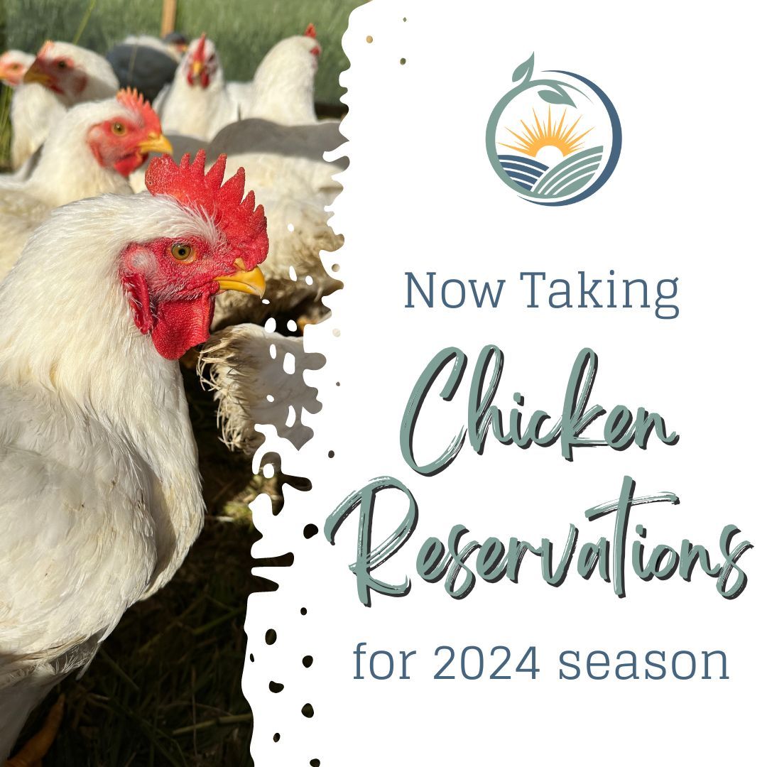 We raise and sell meat chickens at County Corner Farm from spring to late summer.
These chickens are...
✅ Pasture-raised
✅ Free-range
✅ Antibiotic-free
✅ Non-GMO
💲 We sell our chickens well below the average cost, at only $4.00/pound! (The January 2024 market average is $6.37/pound.)
To ensure we meet our customers' needs, we take chicken order reservations. Now is the time to secure your orders for the 2024 season.
🐔 Supplies are limited, so reserve soon!
Learn more or order at countycornerfarm.com/chickens or link in bio.