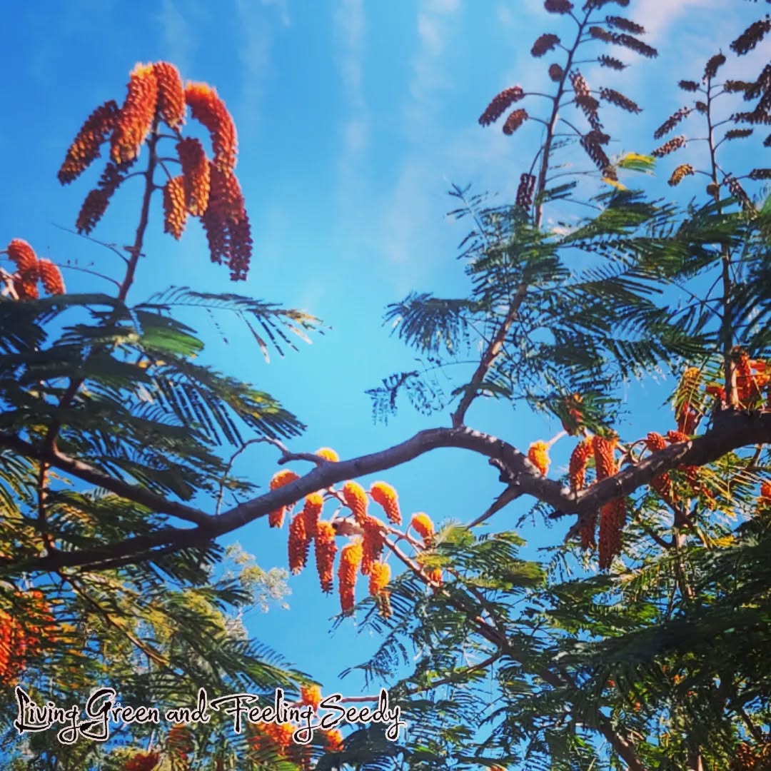 Colvillea racemosa-Colville's Glory
Gorgeous tree with lovely pendulous yellow and orange flowers now!
#colvillearacemosa #colvillesglory #coĺvilea #yellowflowers #orangeflowers #seedsupplieraustralia #seedywebshop #seeds #seedsinstock #exoticflowers