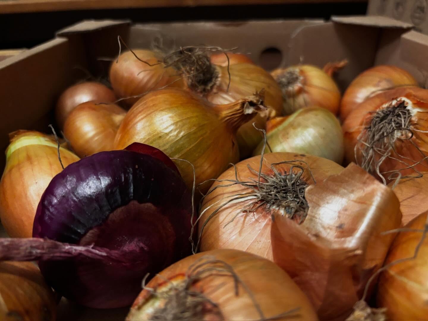 Unsere Zwiebeln sind immer noch so hübsch, knackig und lecker – und das im tiefsten Winter. Dafür ein großes Dankeschön an unsere AG Lagerung, die ab der Ernte alles gegeben hat, dass die Zwiebeln trocken in die Scheune kamen und dort auch trocken blieben. #zwiebeln #lagerung #solidarischelandwirtschaft #frohlawi #frohnau