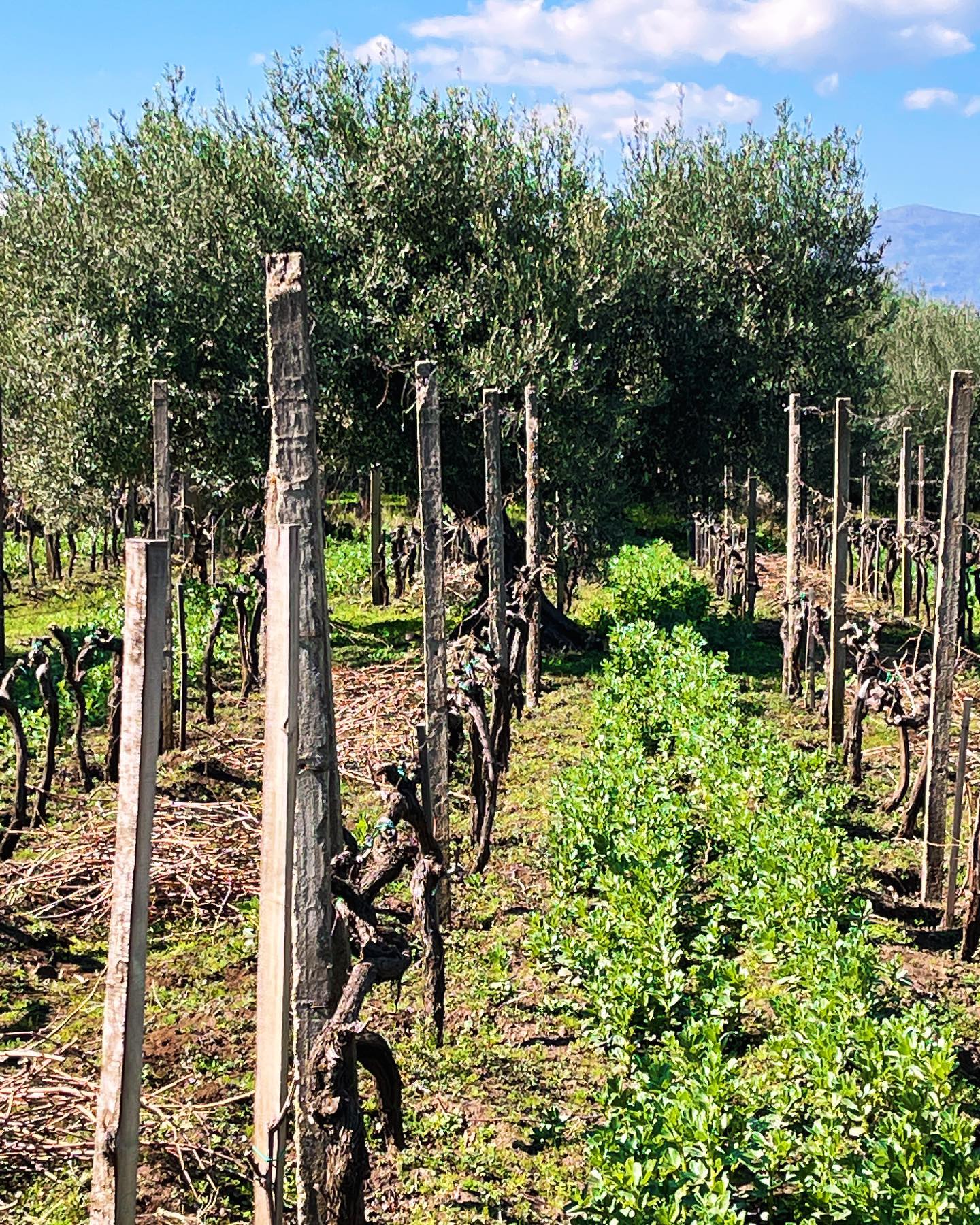 Pruning done the broud bean🌱 is growing. If you say you are natural ,show your natural soil. @etnadocwine @dave.sommelier