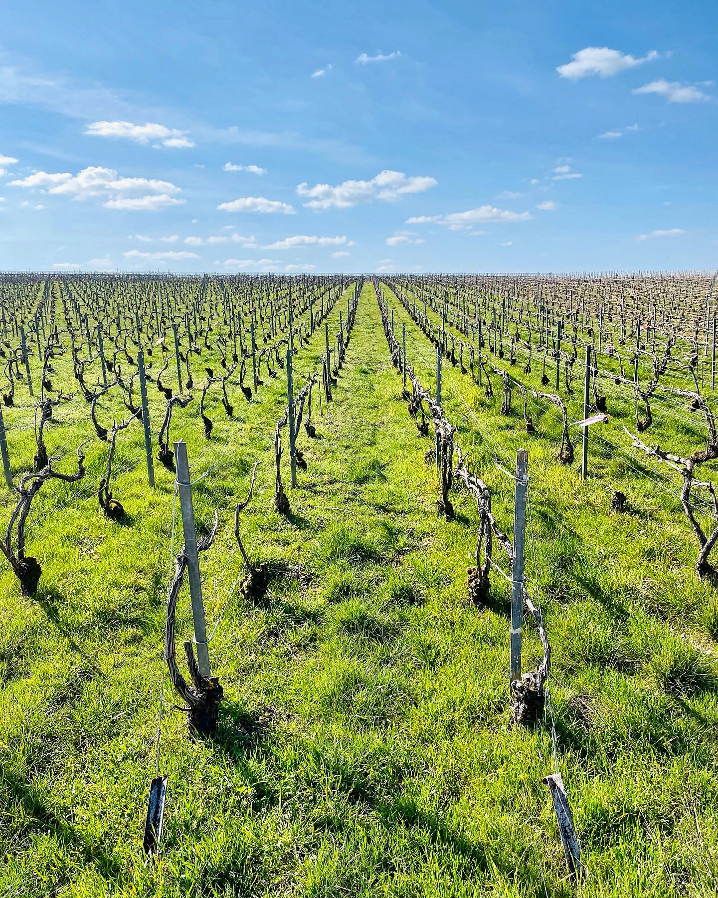 Après cette belle mise en bouteille, il est temps de retourner aux vignes pour terminer la taille et le liage car la nature n’attend pas 🌱
#champagne #maillychampagne #champagnegrandcru #grandcru #vigneronindependant #paysagedechampagne #nature #workinghard #viedevigneron