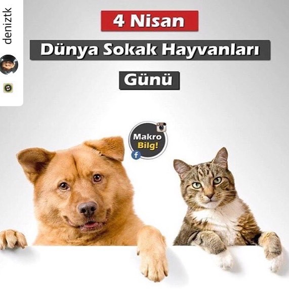 #Repost with @Repostlyapp ⚜️ Sokak hayvanları, mahalle sakinidir ⚠️ ⚜️ 5199 sayılı Hayvanları Koruma Kanununun 6. MADDESİ, bunun güvencesidir. Her hayvan, kendi mahallesinde yaşama hakkına sahiptir. ⚠️
⚜️ Sokak Hayvanları, 5199 sayılı Hayvanları Koruma Kanunu uyarınca, Belediyelerin koruması Ve güvencesi altındadır. ⚠️ ⚜️ Sokak hayvanına yapılacak her türlü kötü muamele, şiddet eylemi CEZAYA TABİİDİR ⚠️ ⚜️ Kaldı ki, sokak hayvanları icin hepimizin sorumluluğu vardır. ⚠️ Bu bizim insanlık görevimizdir ⚠️
#4nisandunyasokakhayvanlarigunu #hayvanhakları #onlarbizeemanet #hayvanasiddetehayir #hayvanlarikorumakgorevimizdir #podosizvepatilidostlarinizicintasarimlar 🐾🐾🐾