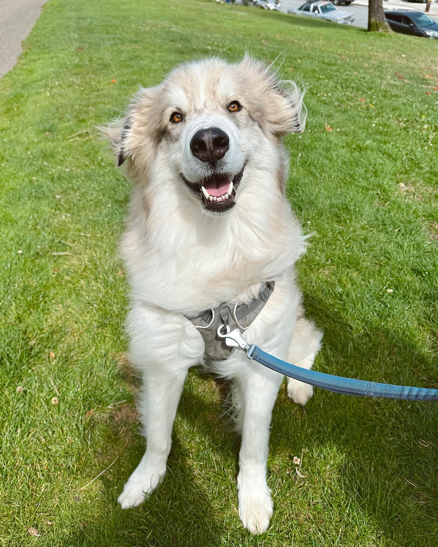 We have experience with dogs of all ages, sizes, breeds, and temperaments and are always diligent about the packs we create - never pairing more than 3 particularly well-suited pups 🤎