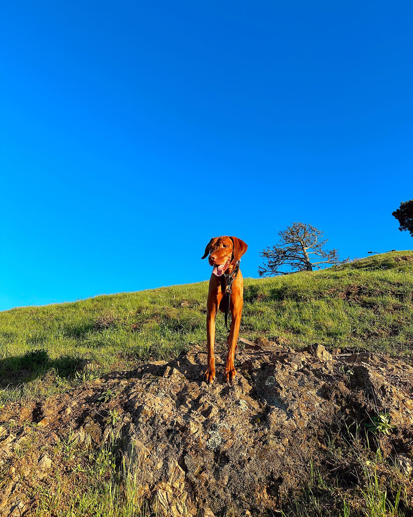The grass is green and the days are getting longer 🙌 #sfdogs #sanfranciscodogs #vizsladogs #vizslagram #velcrodog