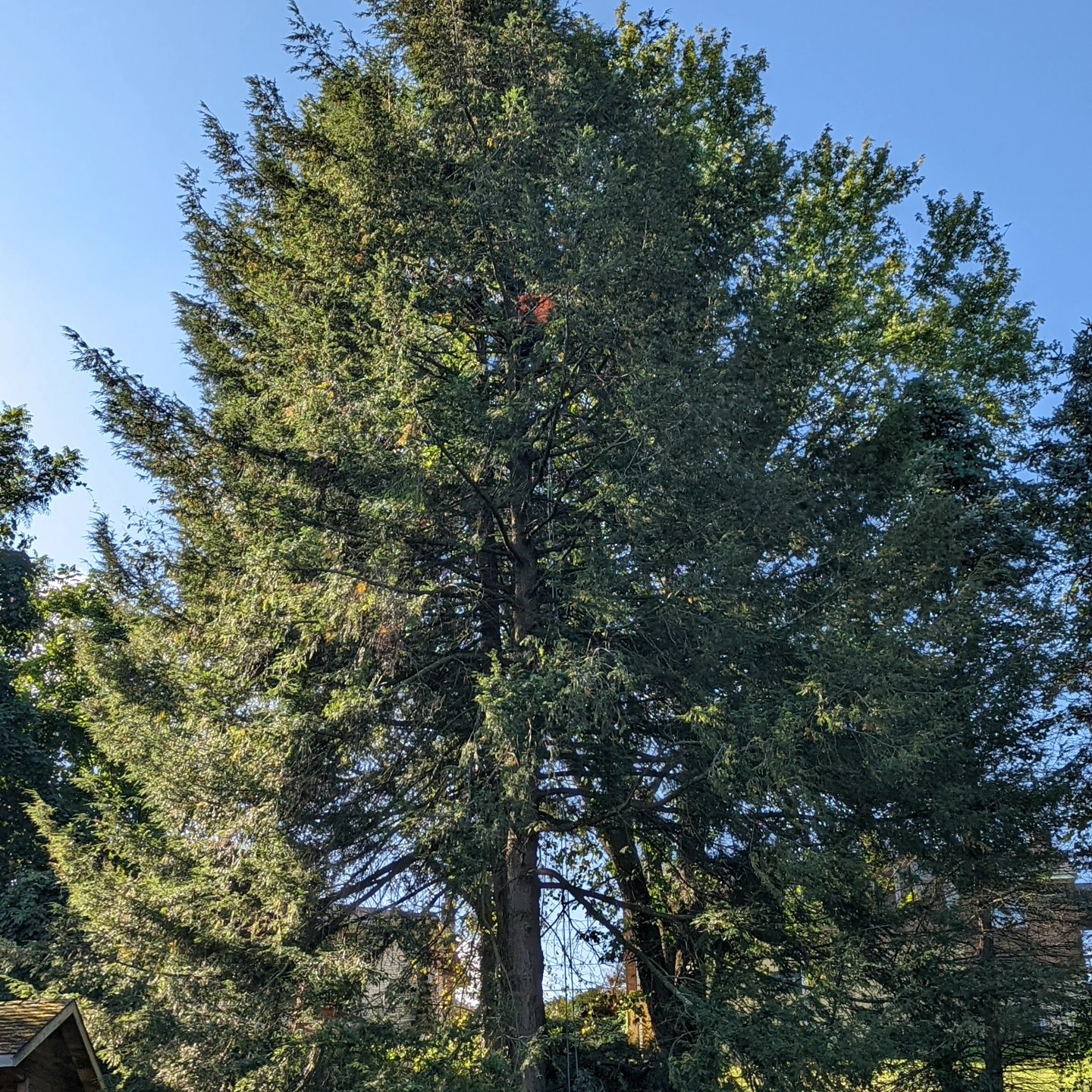 Large hemlock removal. #treeservice #arboristsofinstagram #treeremoval #treepruning #arborist