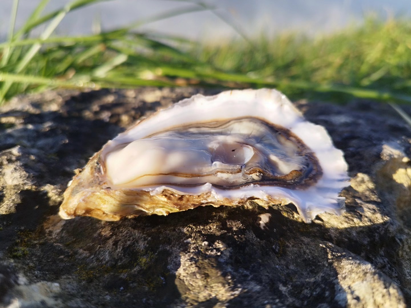 Pousse en claire Label Rouge IGP 🇨🇵 ✨✨
Du bonheur à déguster.
Une qualité qu'on ne trouve pas partout. 😉✨✨
#pousseenclaire #huitresmarennesoleron #labelrouge #oyster #huîtres #lepetitmataret #qualitésupérieure #maraischarentais #marennesoleron #noël #nouvelan #fêtes #produitssains #food
