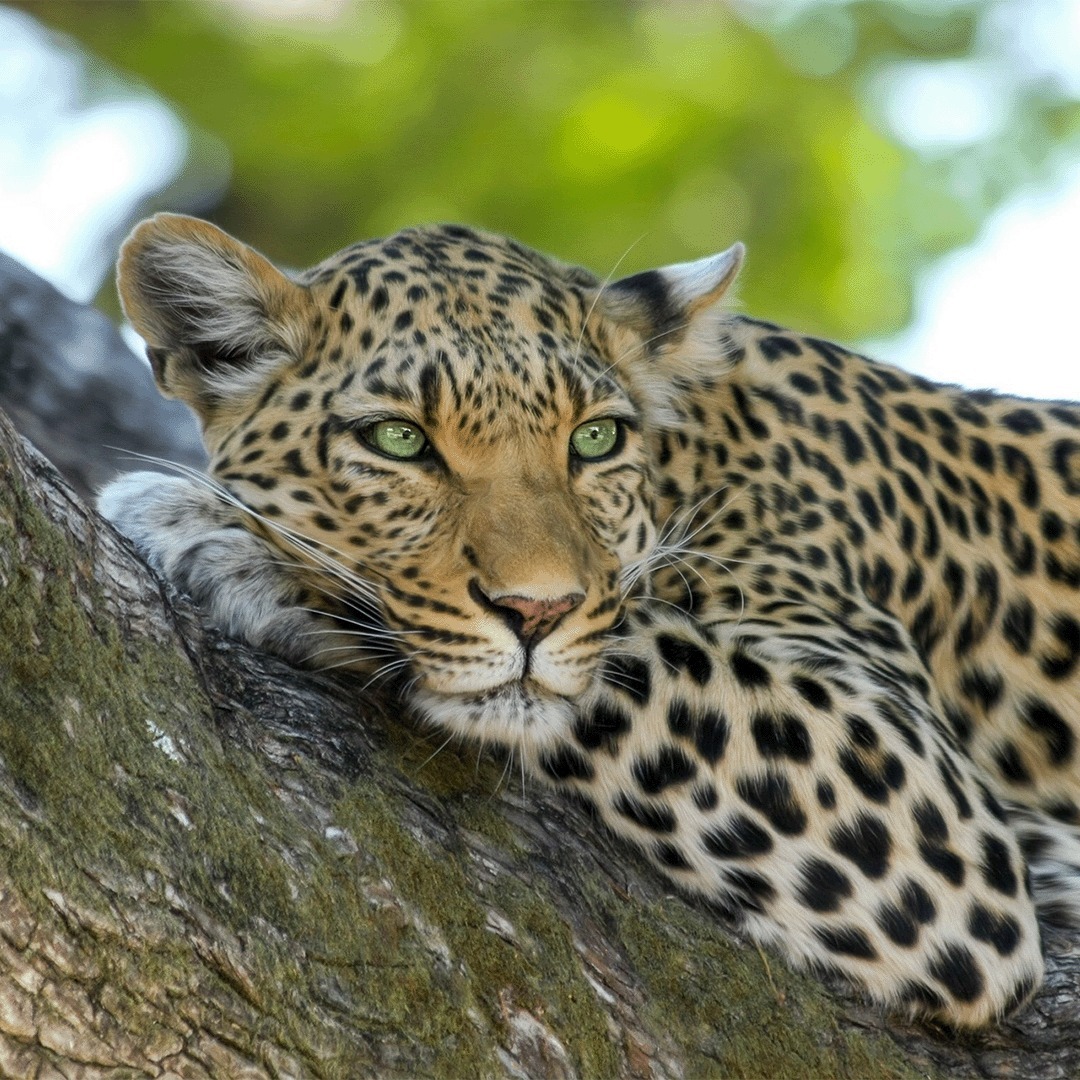 It's World Wildlife Conservation Day!
Today is all about bringing awareness to protecting our planet's endangered animals and plants.
At Grizzly, we make our mark by planting 100 trees per project we work on to help combat shrinking habitats. But what ways can you make a difference?
You could start by...
🌱 Donating to World Wildlife Fund (WWF)
🌱 Not buying fur products
🌱 Being aware of animal welfare when on holiday
🌱 Avoiding unsustainable palm oil
🌱 And spreading the word!
#worldwildlifeconservationday #wildlifeconservation #endangeredspecies #environment #sustainability