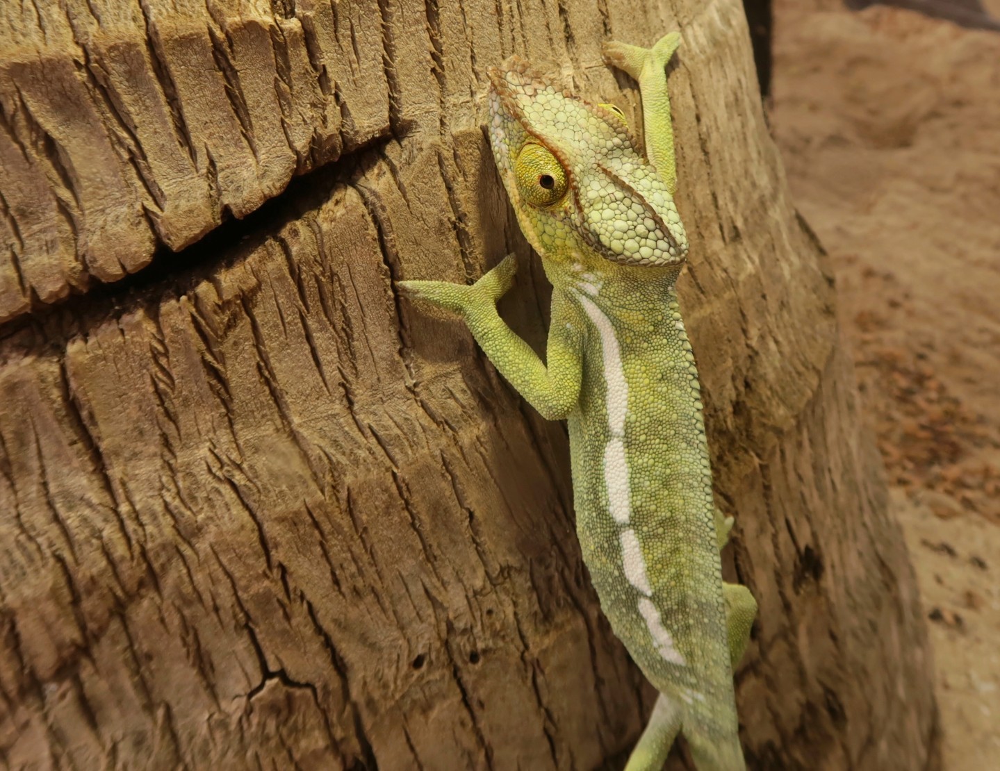 Madagascar saison requin baleine!
Voyage d'exception de 10 jours dans centre privatisé sur l'île de Sakatia . Max .18 personnes
Au menu plongées sur des sites que nous connaissons depuis plus de 30 ans tout cela dans uncadre idyllique à côté d'une fôret primaire.
Plongées fluo exceptionnelles!
Observez les tortues marines en PMT à 300m de votre bungalow!
à partir de CHF 1200.-/1580*
10 jours, DP, 10 plongées.
Grand choix d'excursions terrestres. Non plongeurs bienvenus.
Possibilité de faire les spécialités de biologie marine sur les requins, mantas, tortues et coraux avec un biologiste.
Peut être cumulé avec une croisière sur les iles Radames du 26 novembre au 3 décembre
CHF 1850.-/2350-*
* single
Pour plus d'informations : travel@moramora.ch
http://ow.ly/u56750MR13n
#madagascar
#sakatialodge
#plongeemadagascar
#underwater
#diveandtravel
#moramoratravel
#diving
#scubadiving
#scubadive
#divingwithfriends