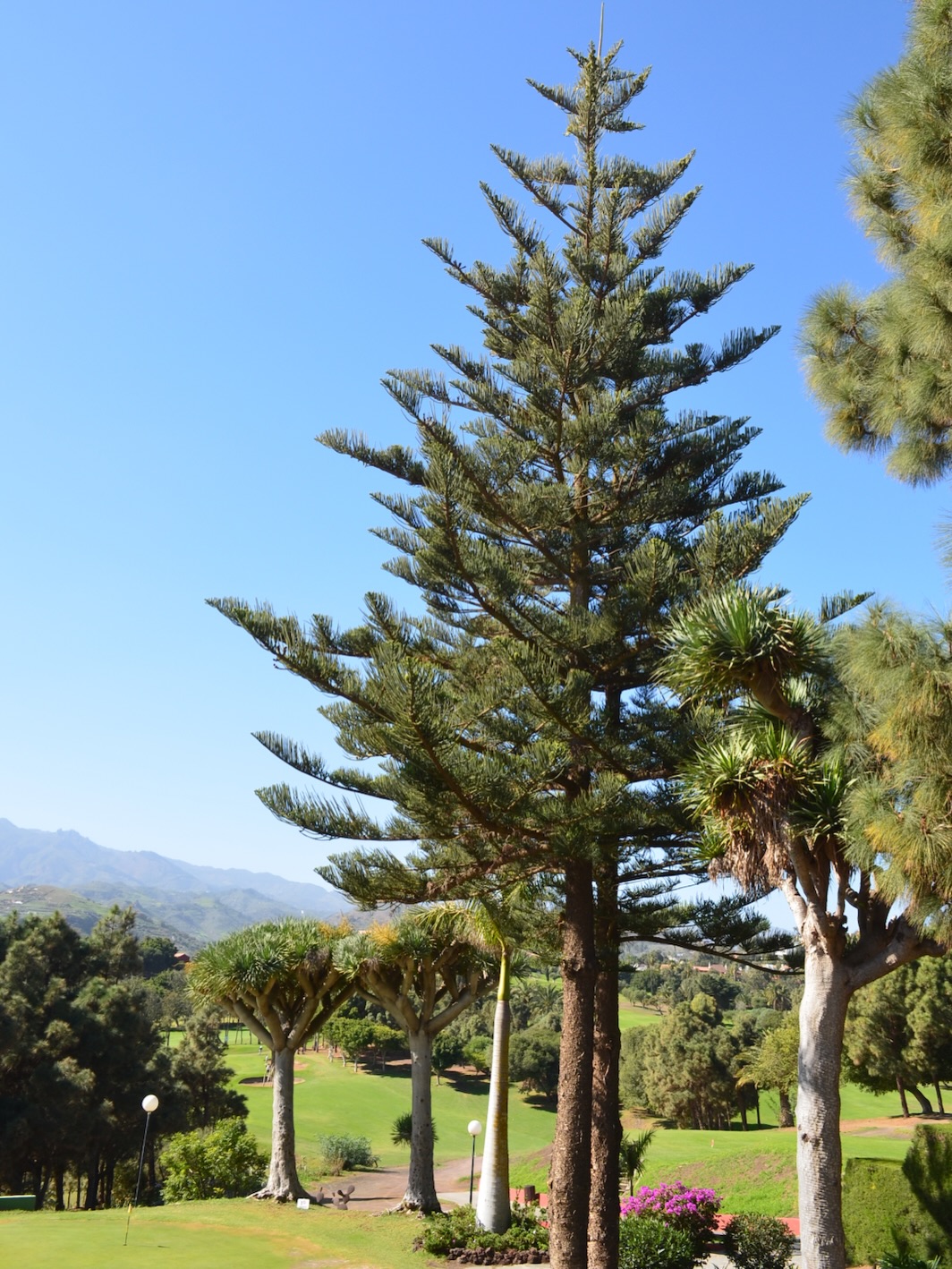 A landscape that has learned to coexist without losing its identity 💚🍃
Un paisaje que ha aprendido a convivir sin perder identidad 💚🍃
#GranCanaria #RCGLasPalmas #Pino