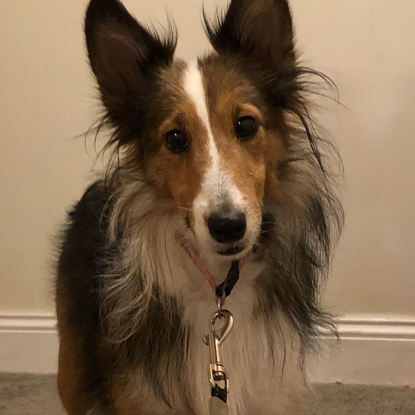 Do shelties shed? Yes, yes they do 😂 pooka after coat blow out after having a litter this spring , but have no fear, in a couple months she will be a fluff ball again! HTTPS:www.GulstadsGoodies.com