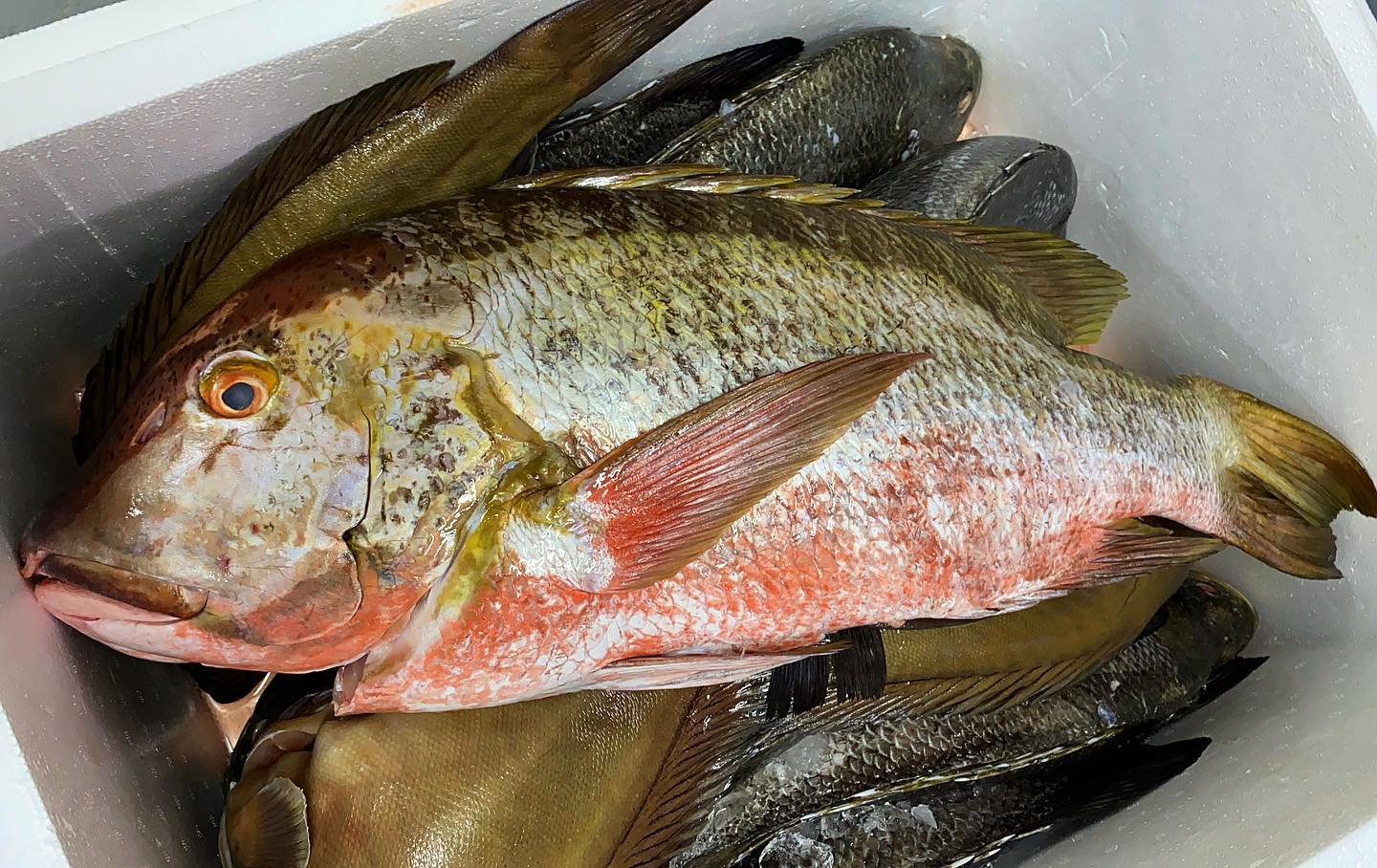 🇨🇴www.pescandopacifico.com🇨🇴
Nombre científico: Hoplopagrus guentherii
Especie nombre común: Pargo roquero; pargo coconaco
Arte o método de captura: línea de mano; espinel 🎣
Lugar de captura:📍Bazan, Norte de Nariño
Embarcación : Lancha (viento y marea) ⛵️
Cabeza y dorso plateado a café oscuro, dorso del hocico, cabeza y nuca con muchos pequeños puntos oscuros; cuerpo con alrededor de 6 largas barras cafés dobladas; las aletas gris a café rojizo; juveniles presentan barras oscuras largas estrechamente emparejados en los costados y una mancha negruzca en la base de los últimos radios dorsales.
Tamaño: crece a una longitud máxima alrededor de 92 cm.
Es un depredador nocturno de crustáceos y de peces pequeños, se esconde en arrecifes rocosos durante el día.
Profundidad: común en 3-10 m, pero su ámbito es al menos hasta 100 m.
Habitat: El sur de Baja y el Golfo de California a Ecuador, las islas de Revillagigedo, las Galápagos, Isla Malpelo e Isla del Coco.
@pescandopacifico #faena #rocksnapper #pargo #pargoroquero #coconaco #fish #sustainablefish #catchoftheday #fresco #pescaresponsable #foodgasm #gastroskills #gastroart #colombia #pacifico #omg #blessed #nature #fresh #litoral #pacifico #fishman #foodie #fish #foodphotography #fitfood #fishing #gastronomy #picoftheday #sustainablefood #pacificocean #colombia