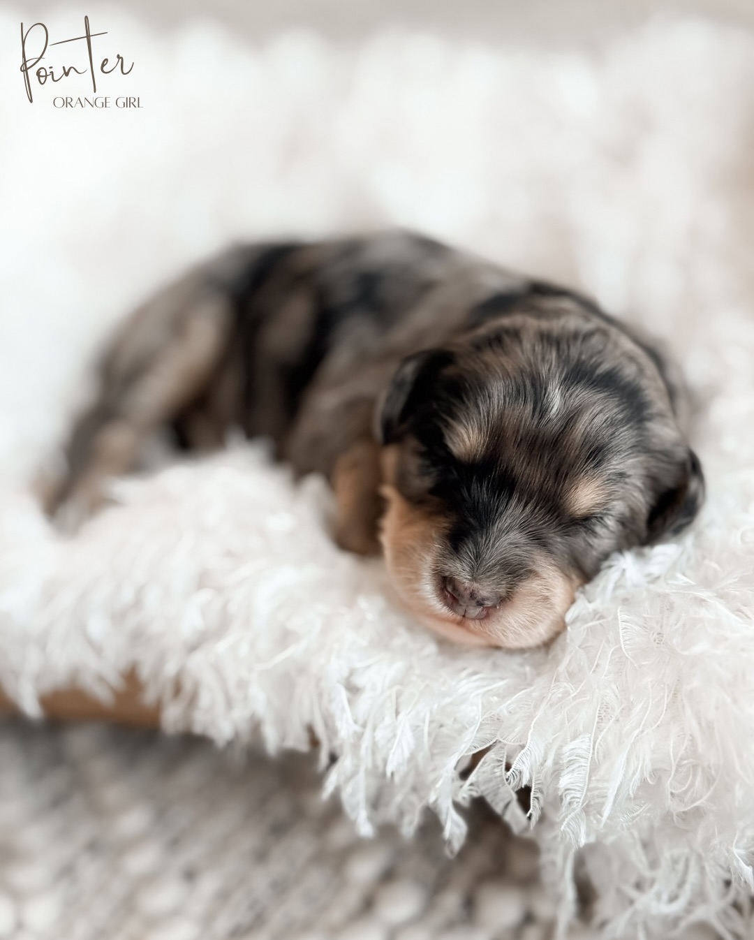 Itโs time to meet our Handful litter ๐๐ป
A little over a week ago, Harper and Tucker gave us the sweetest surprise. Five tiny souls that fit perfectly in the palm of your hand. Around here, weโve been calling them Thumb, Pointer, Middle, Ring, and Pinky, and honestlyโฆ the names couldnโt be more fitting. Five puppies, one perfect little handful.
Right now their world is simple and sweet. Warm snuggles with mom, full bellies, and lots of quiet moments as we gently continue daily ENS & ESI exercises. These early days are all about building confident, well-balanced puppies, and theyโre already thriving right on schedule.
We may have openings for this litter, but weโll know more once our older Tiny puppies find their families next week ๐ค
Follow along as these five grow, and apply on our site if your heart is feeling a little tug already ๐พโจ